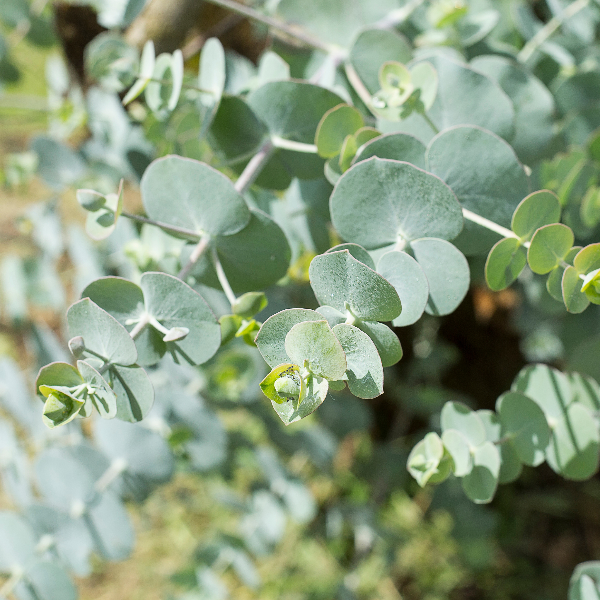Silver Leaved Mountain Gum - Eucalyptus pulverulenta