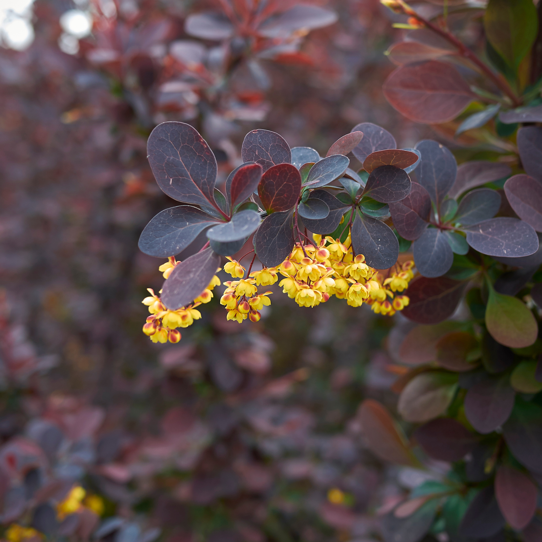 Purple Japanese Barberry - Berberis thunbergii atropurpurea