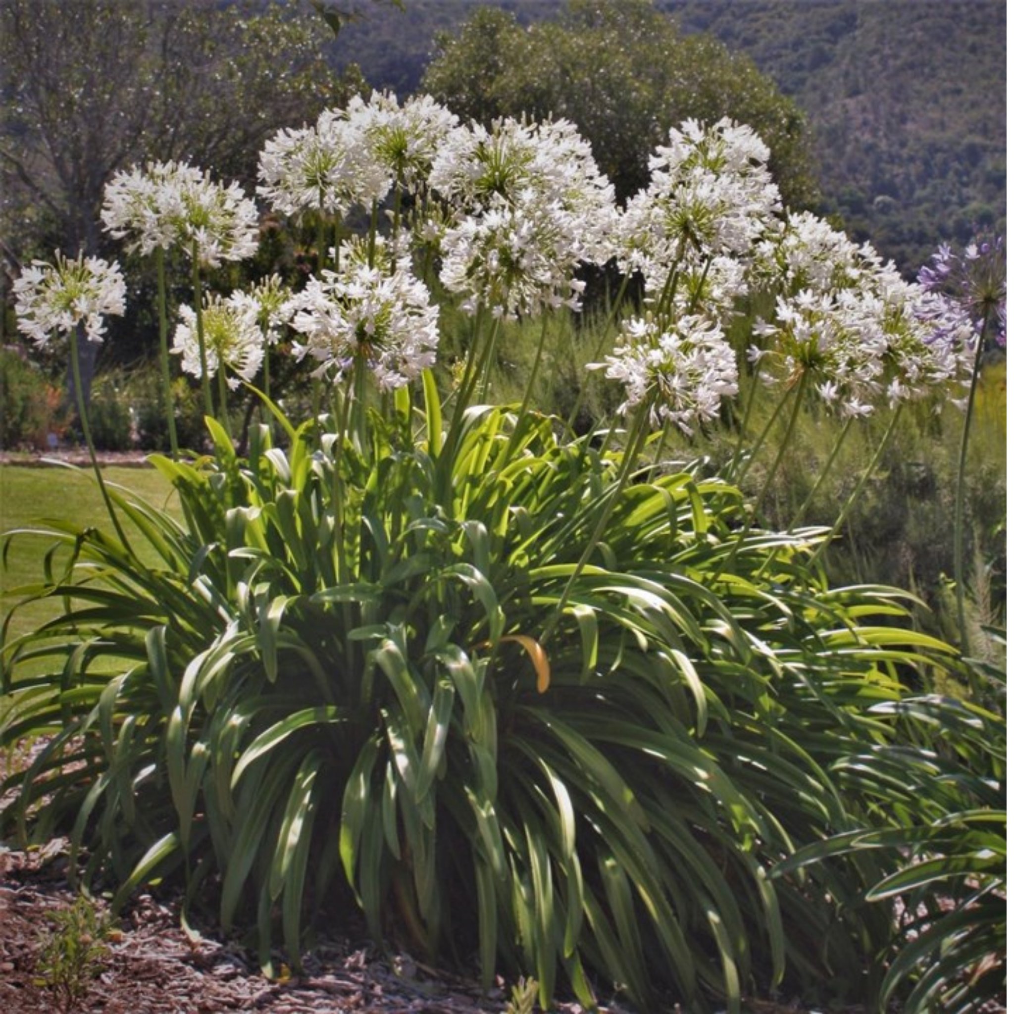 White Agapanthus - Lily of the Nile, African Lily