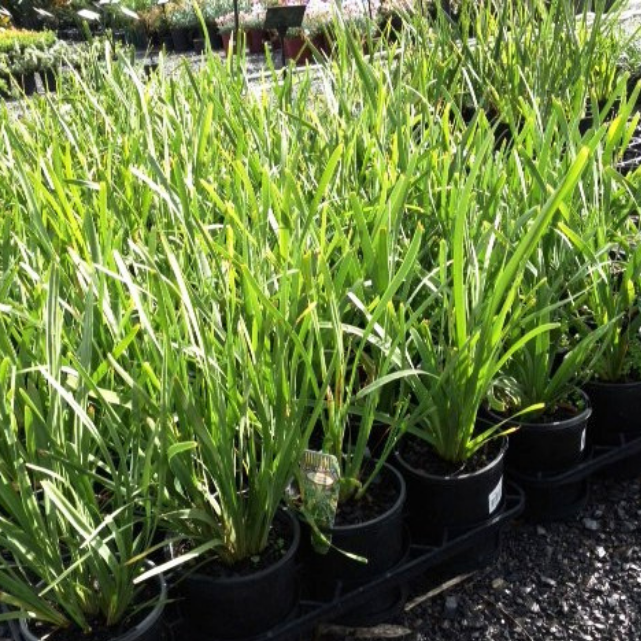 Lomandra longifolia