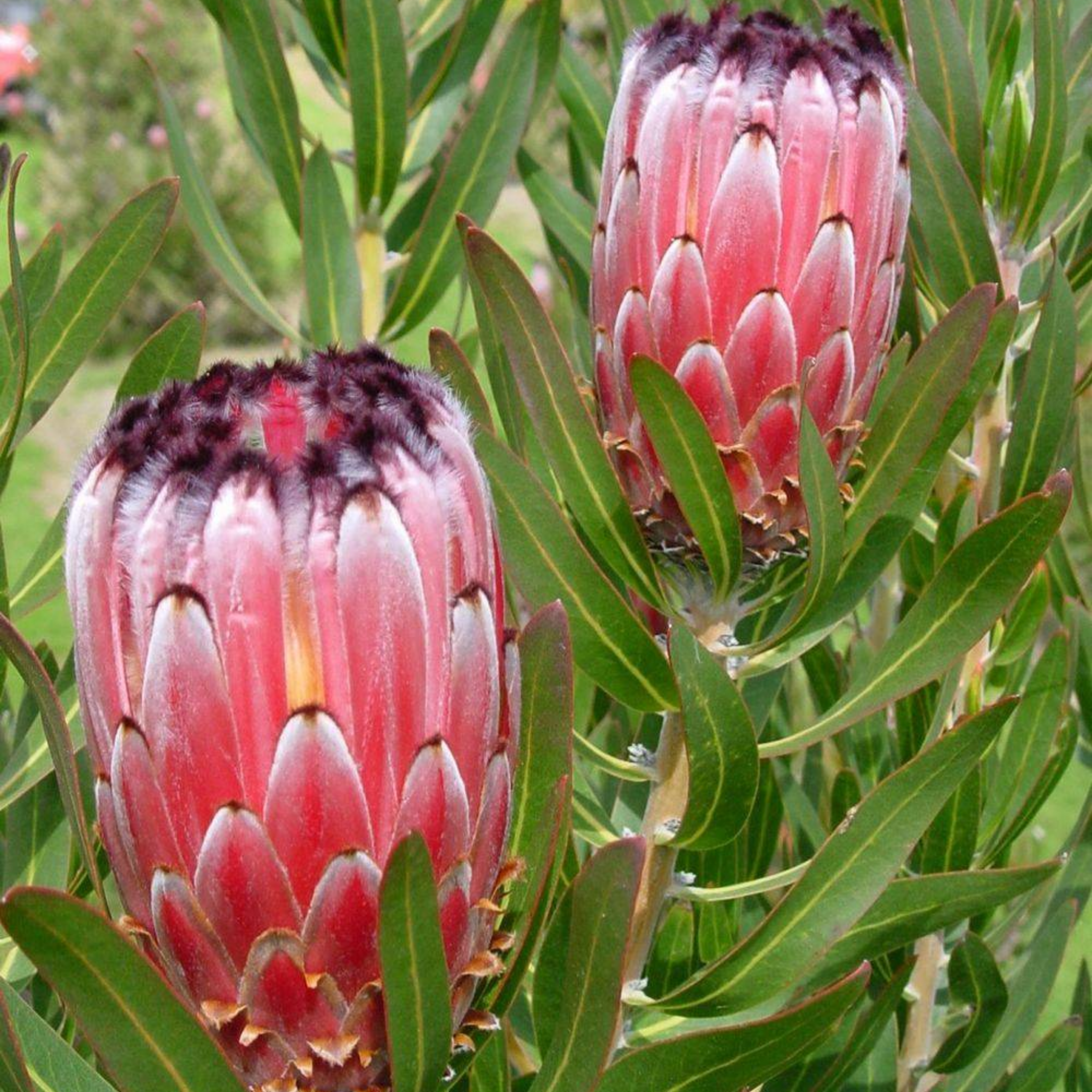 Close-up of two pink protea flowers with green leaves.
