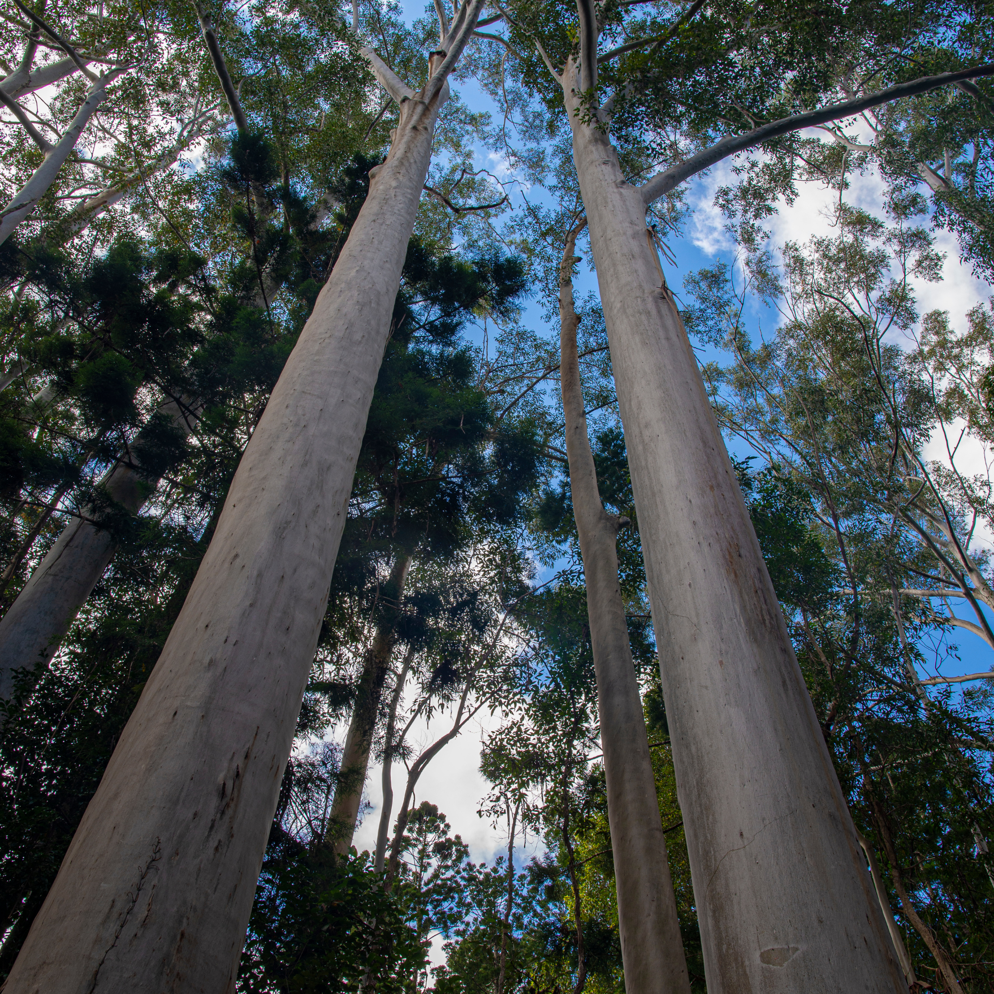 Lemon Scented Gum - Corymbia citriodora