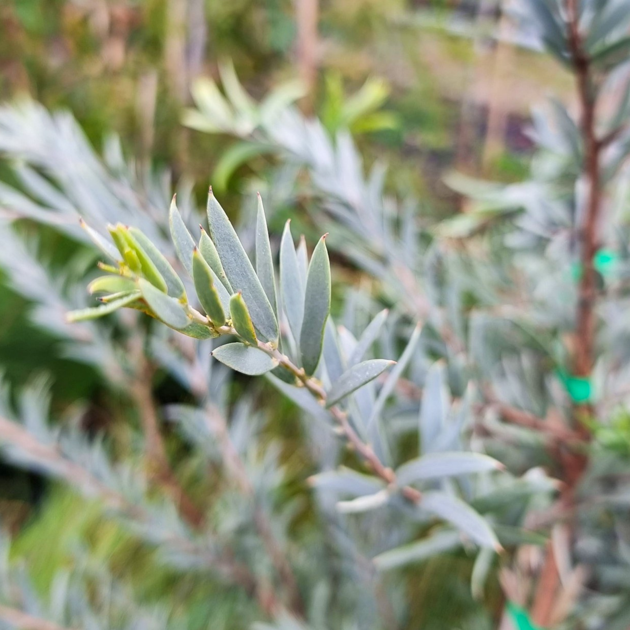 Close-up of a branch with green leaves against a blurred natural background