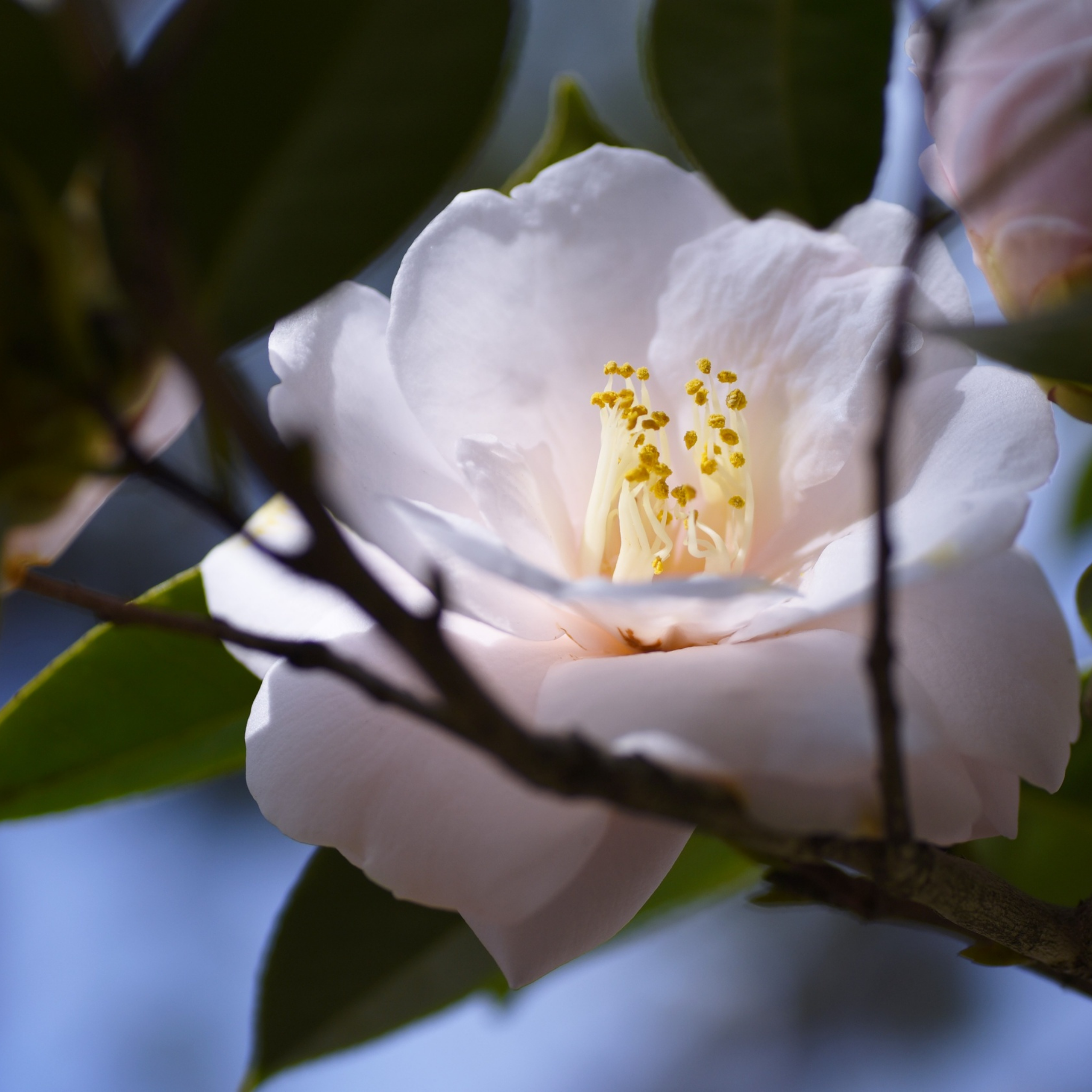 Camellia Setsugekka - Camellia sasanqua 'Setsugekka'