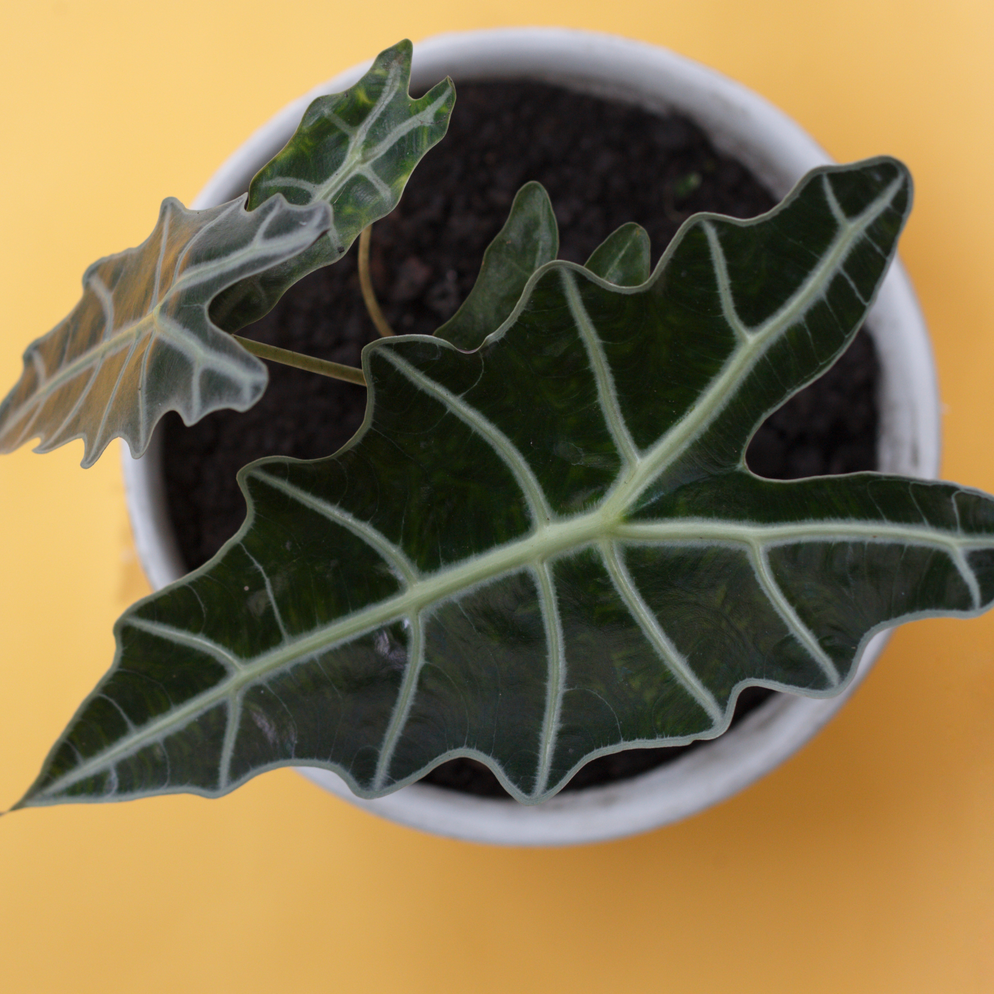 Elephants Ear - Alocasia amazonica