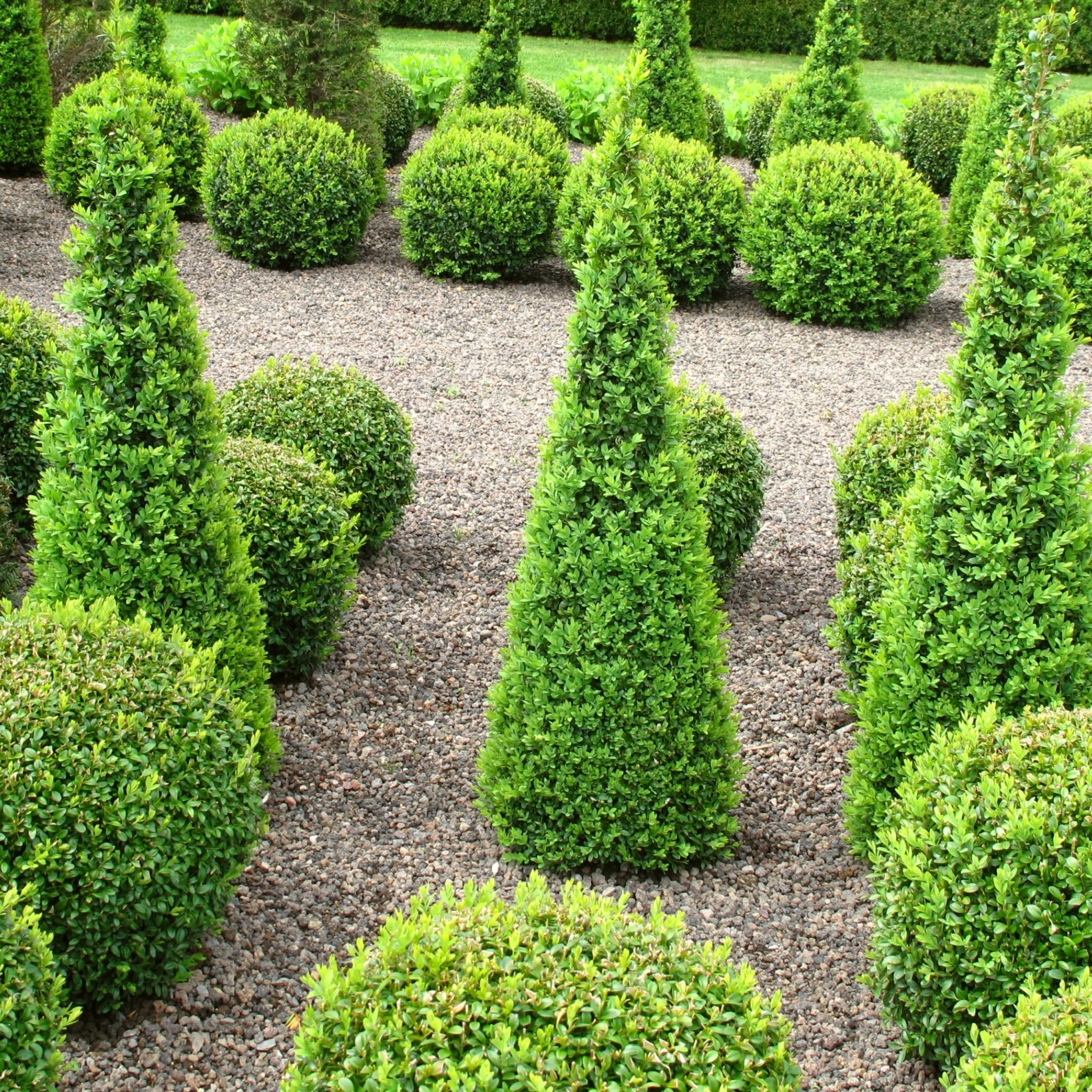 Neatly trimmed boxwood hedges in a garden setting