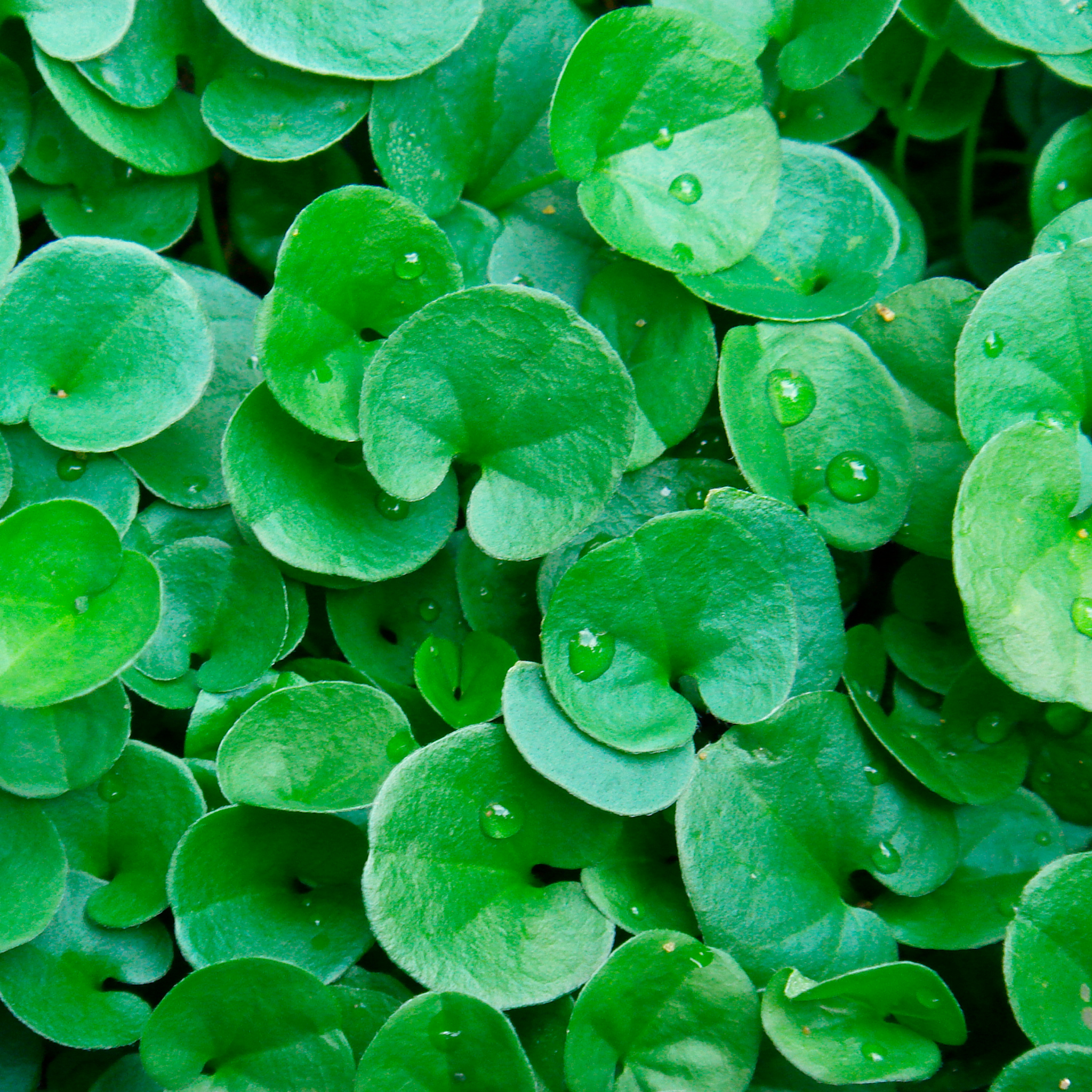 Kidney Grass/Weed - Dichondra repens