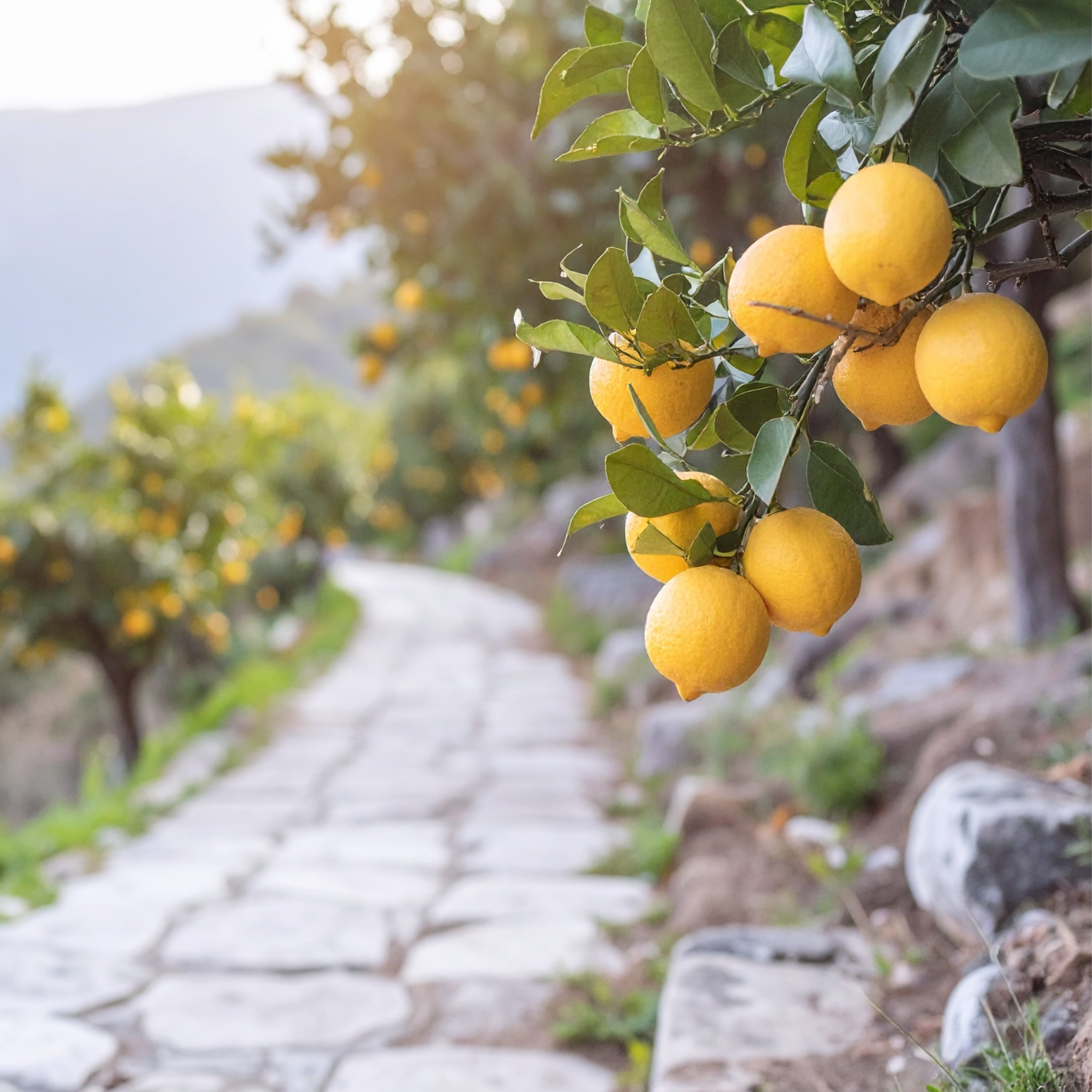 Dwarf Lemon Lots A Lemons - Citrus limon 'Lots A Lemons'
