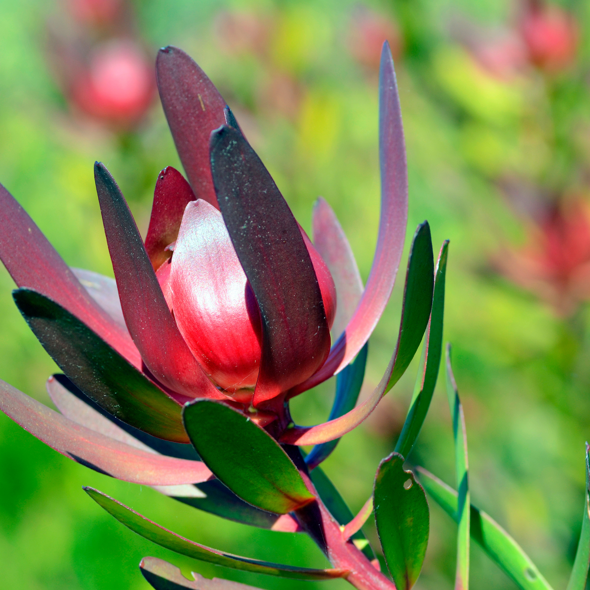 Conebush Devils Blush - Leucadendron salignum Devils Blush