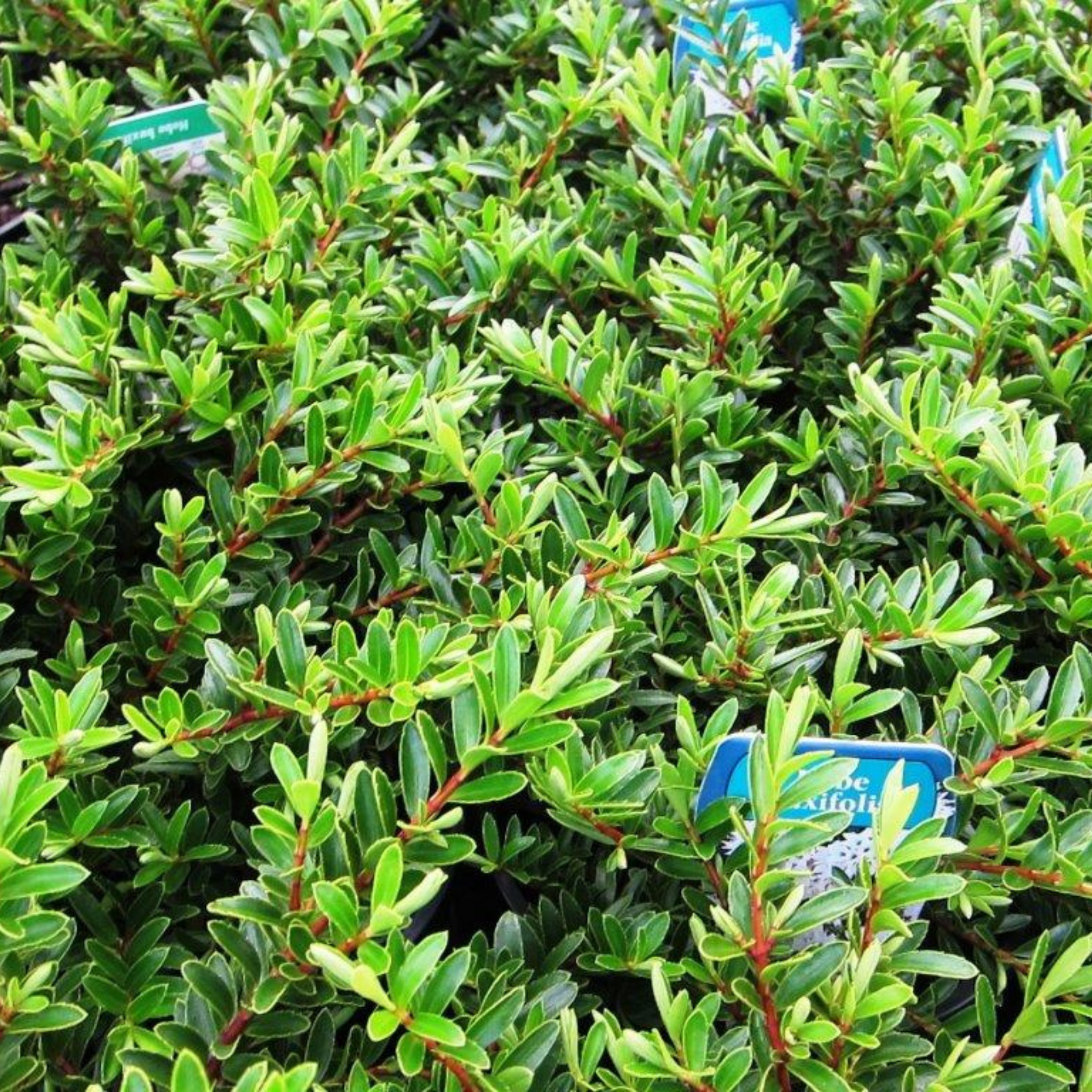 Boxwood Hebe - Hebe buxifolia