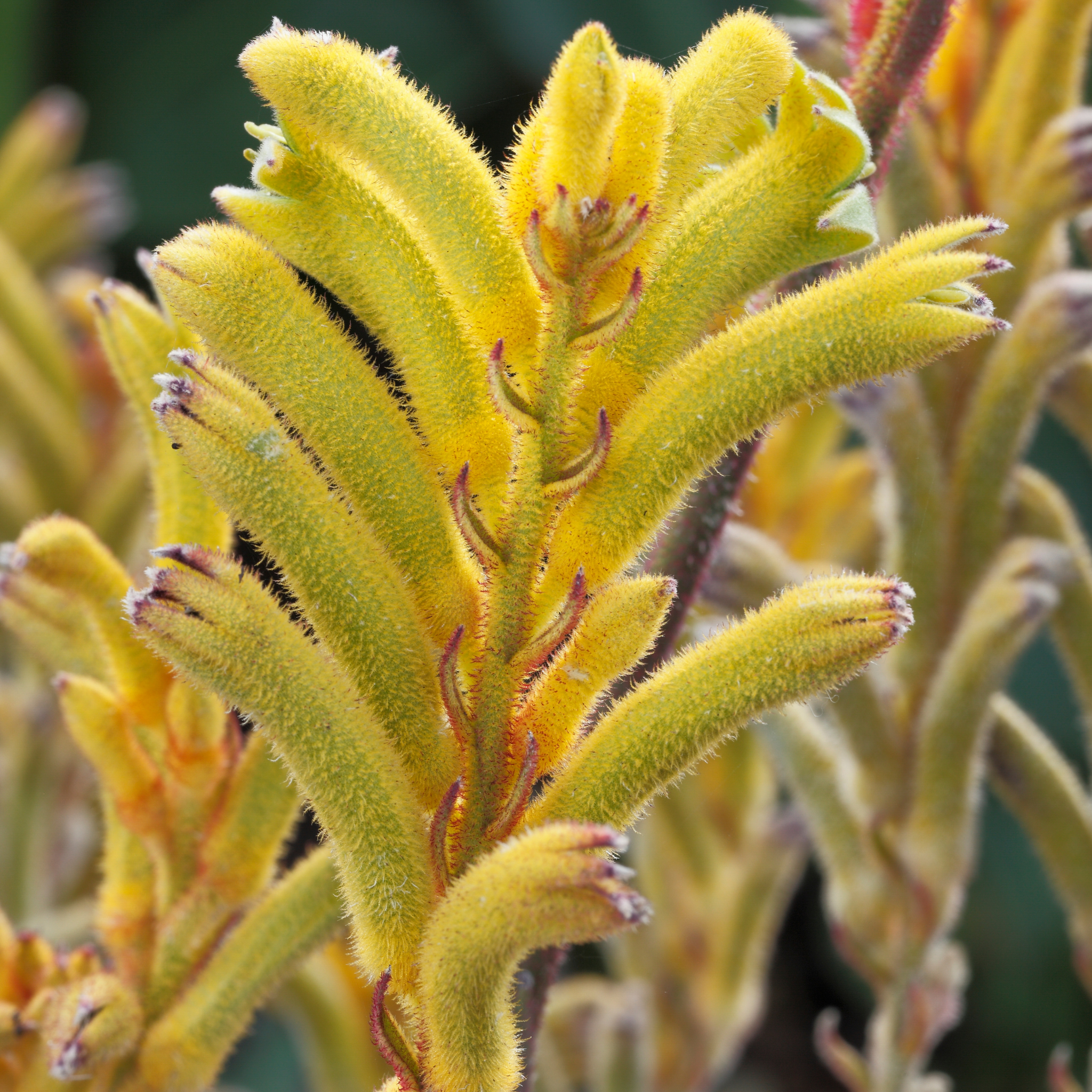 Golden Yellow Kangaroo Paw - Anigozanthos hybrida ‘Landscape Gold’