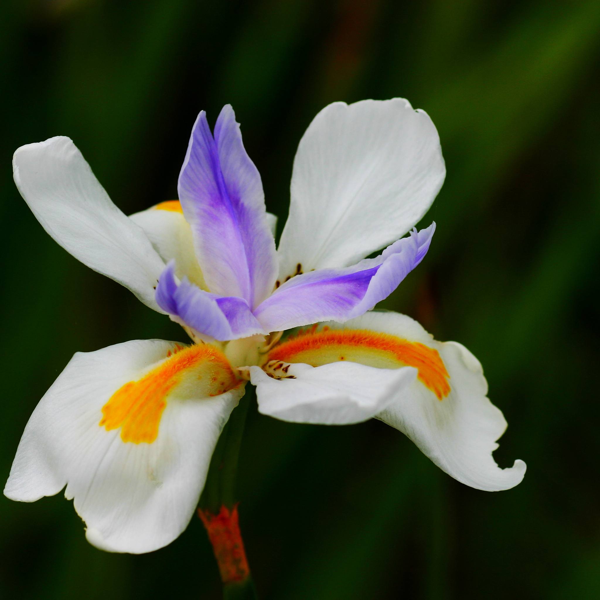 African Iris - Dietes iridioides