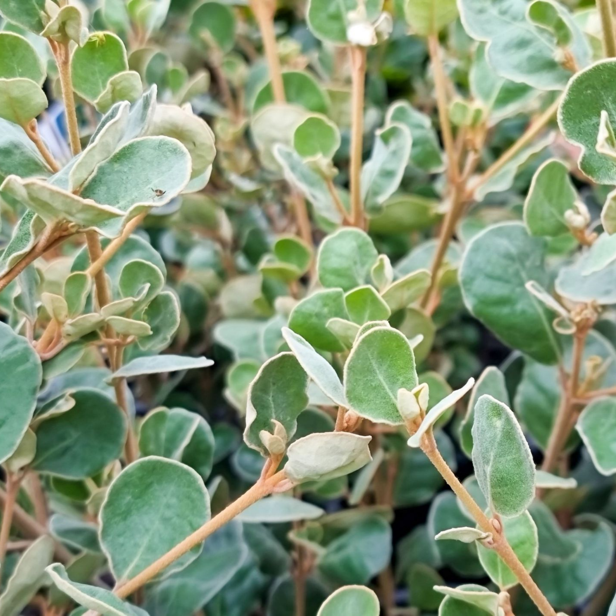 White Correa - Correa alba