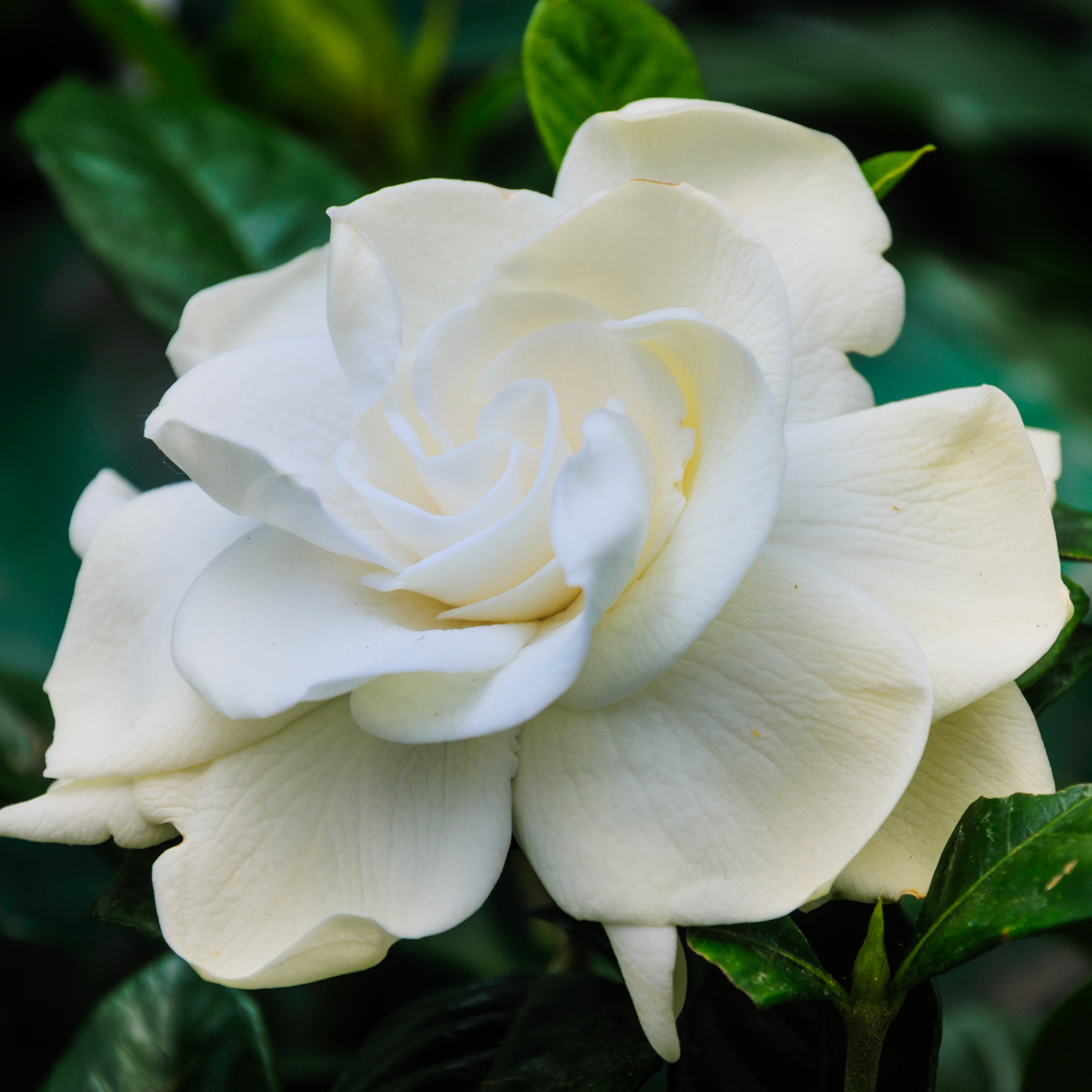 Fragrant Gardenia augusta Professor Pucci - Gardenia augusta Professor Pucci