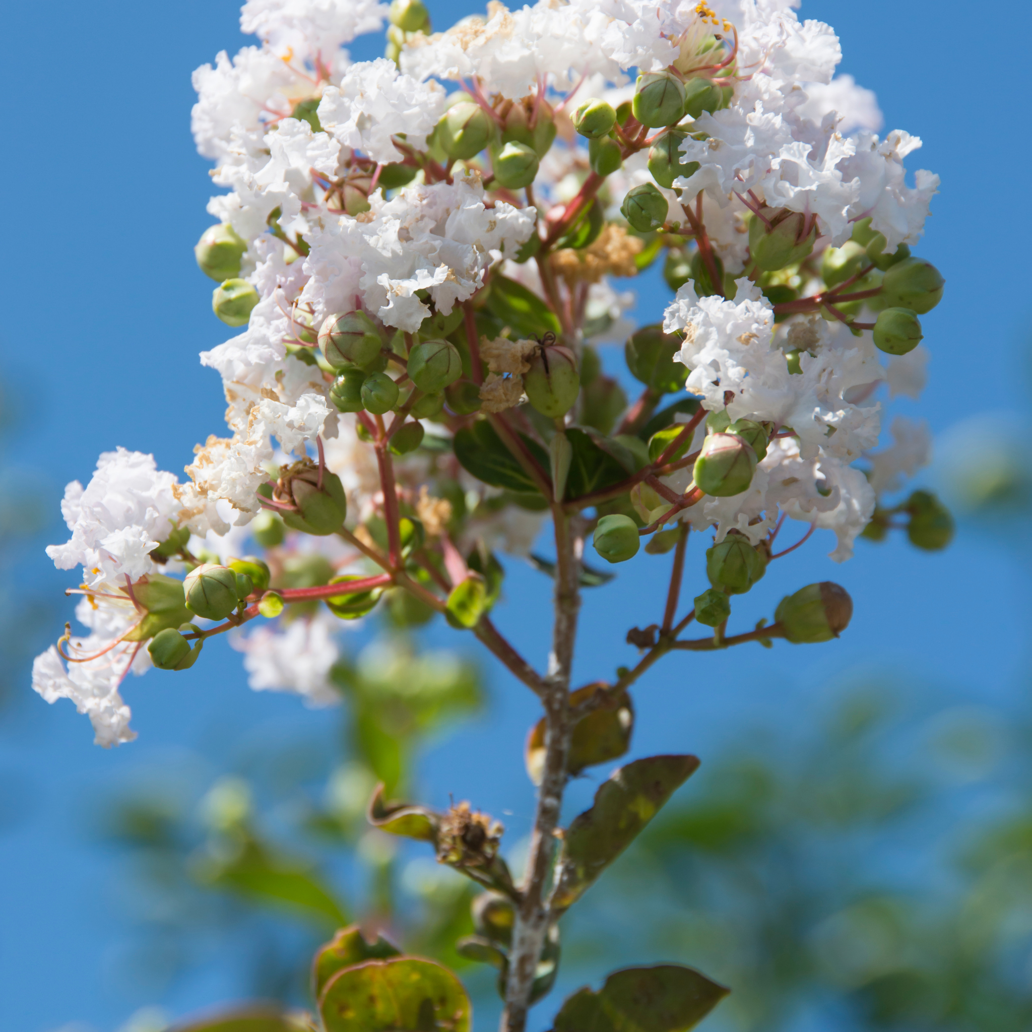 White Crepe Myrtle - Lagerstroemia indica fauriei Natchez