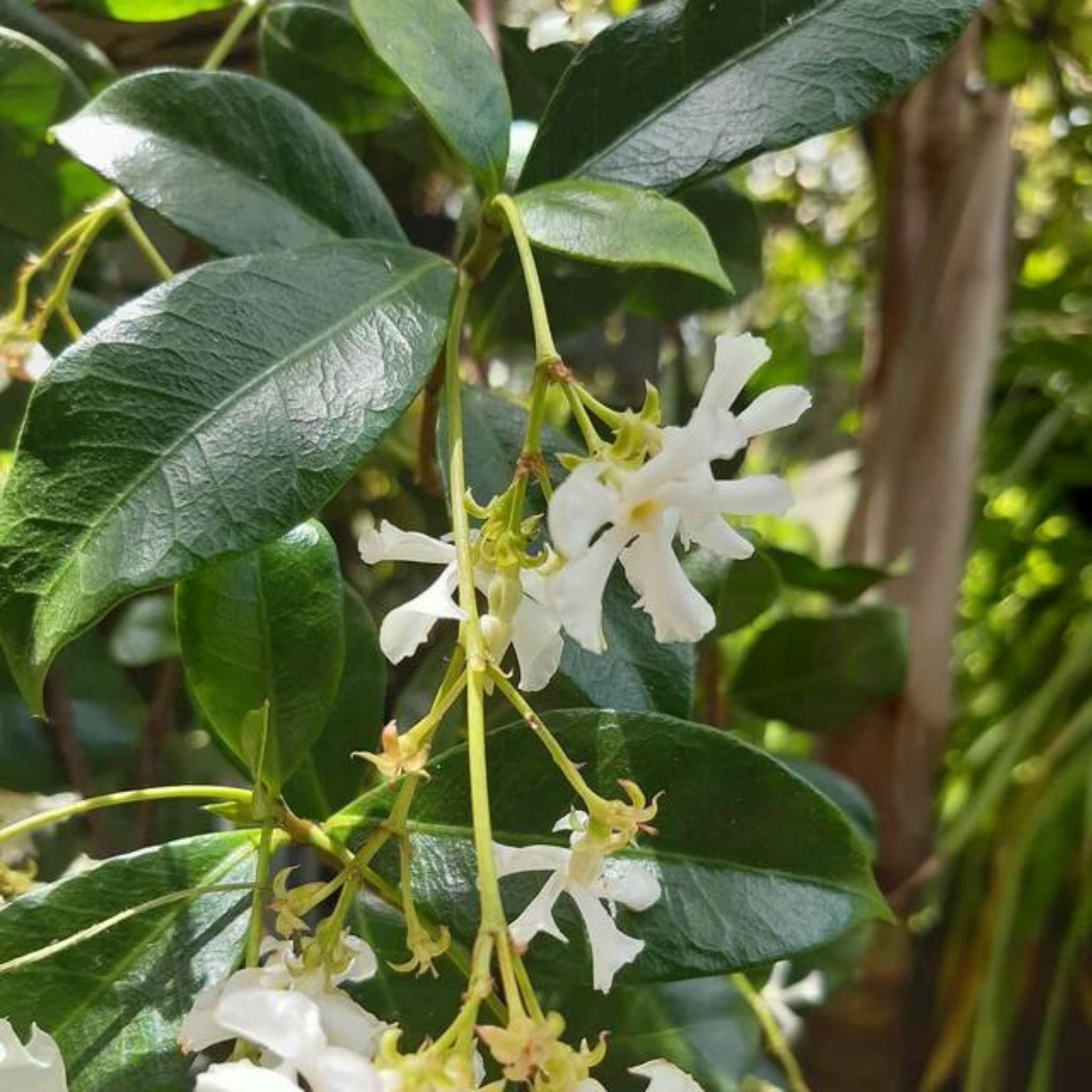 Chinese Star Jasmine - Trachelospermum jasminoides Jessamine