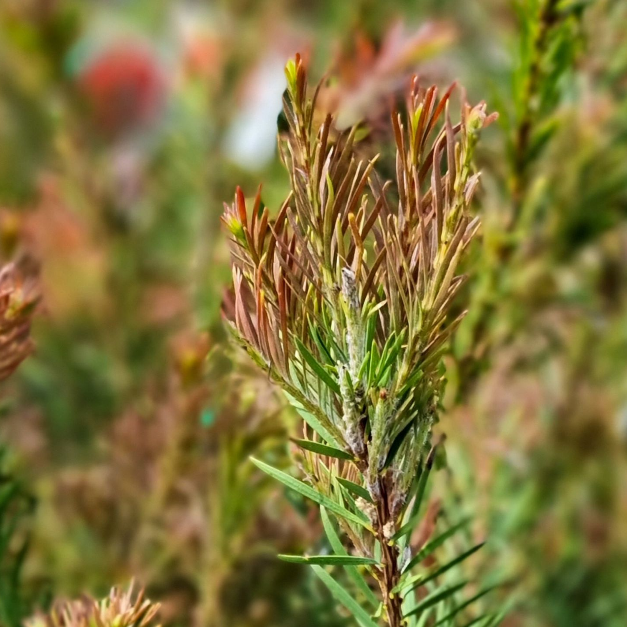 Deep Red Bottlebrush - Callistemon subulatus 'Packers Selection’