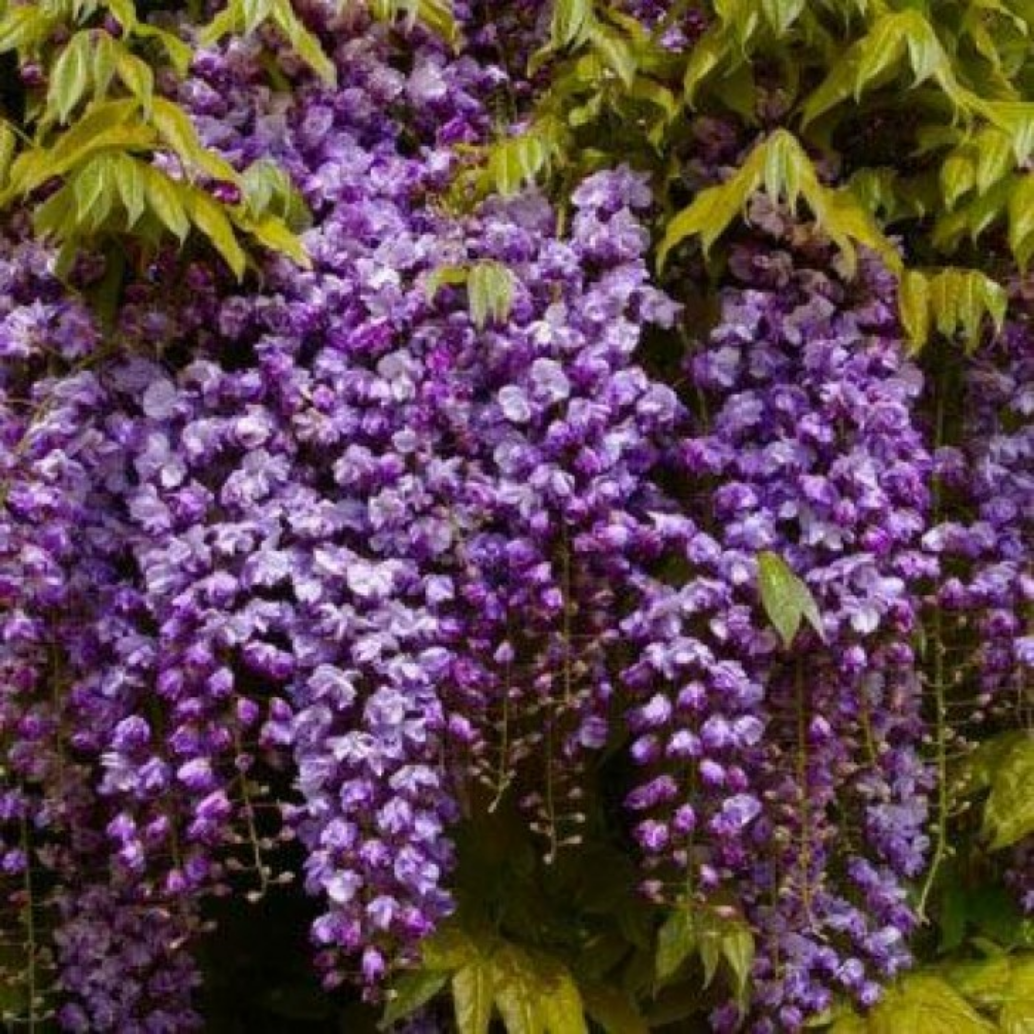 Double Purple Japanese Wisteria - Wisteria floribunda Violacea Plena