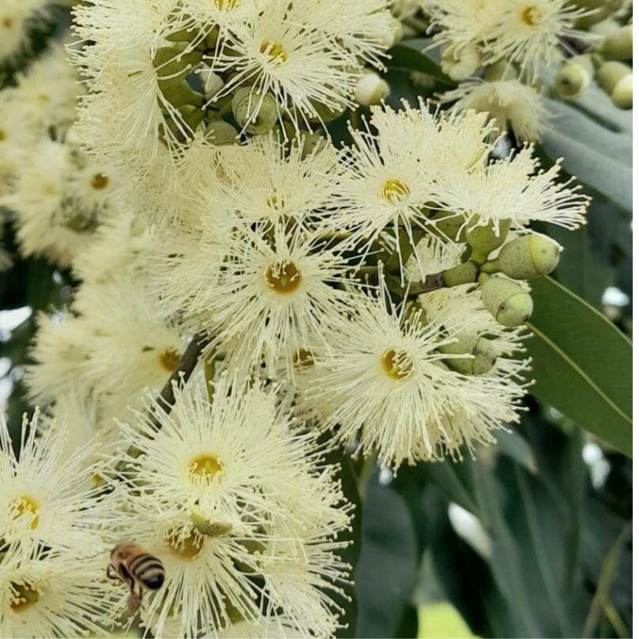 Lemon Scented Gum Scentuous - Corymbia citriodora 'Scentuous'