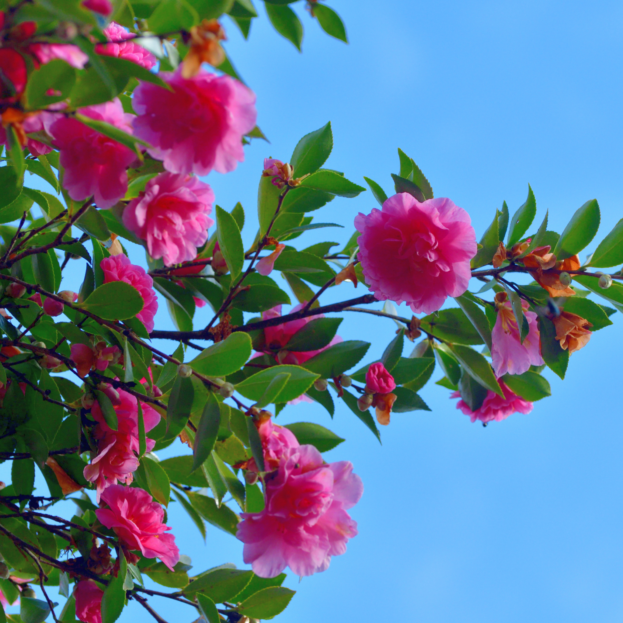 Camellia With Love - Camellia sasanqua 'With Love'