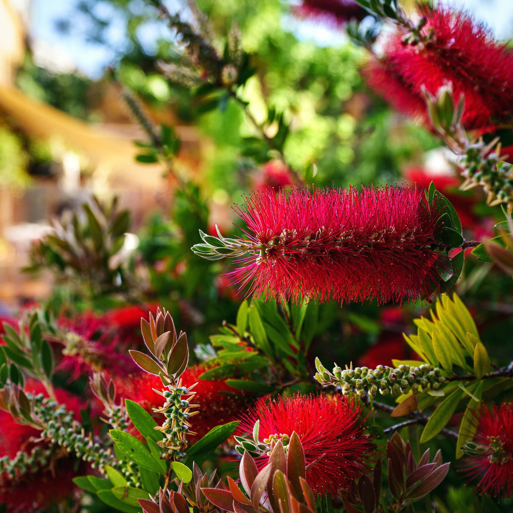 Mary Mackillop Bottlebrush - Callistemon hybrida ‘Mary Mackillop’