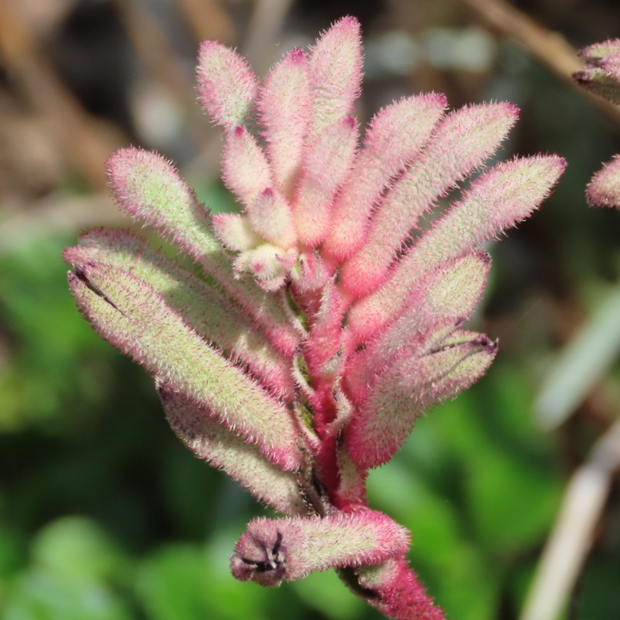 White Kangaroo Paw ‘Bush Diamond’ - Anigozanthos hybrida