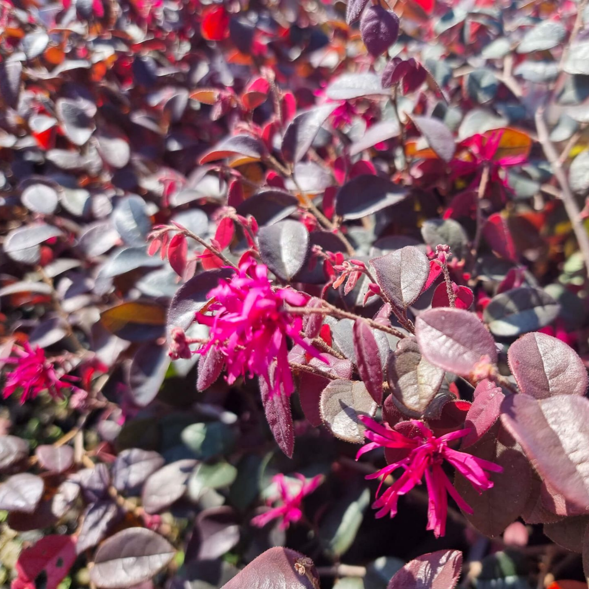 Chinese fringe flower - Loropetalum chinense Plum Gorgeous PBR