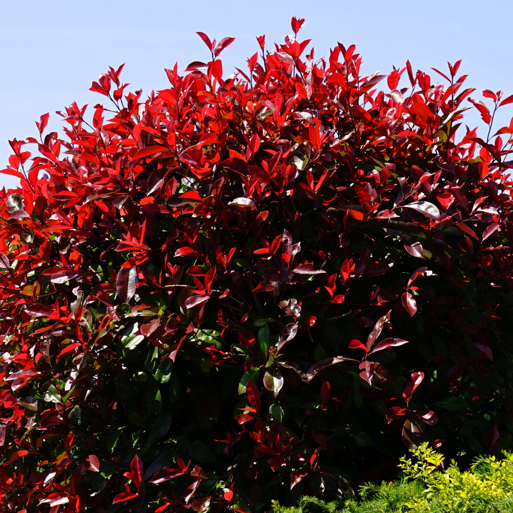 Red Tip Photinia Red Robin - Photinia fraseri Red Robin