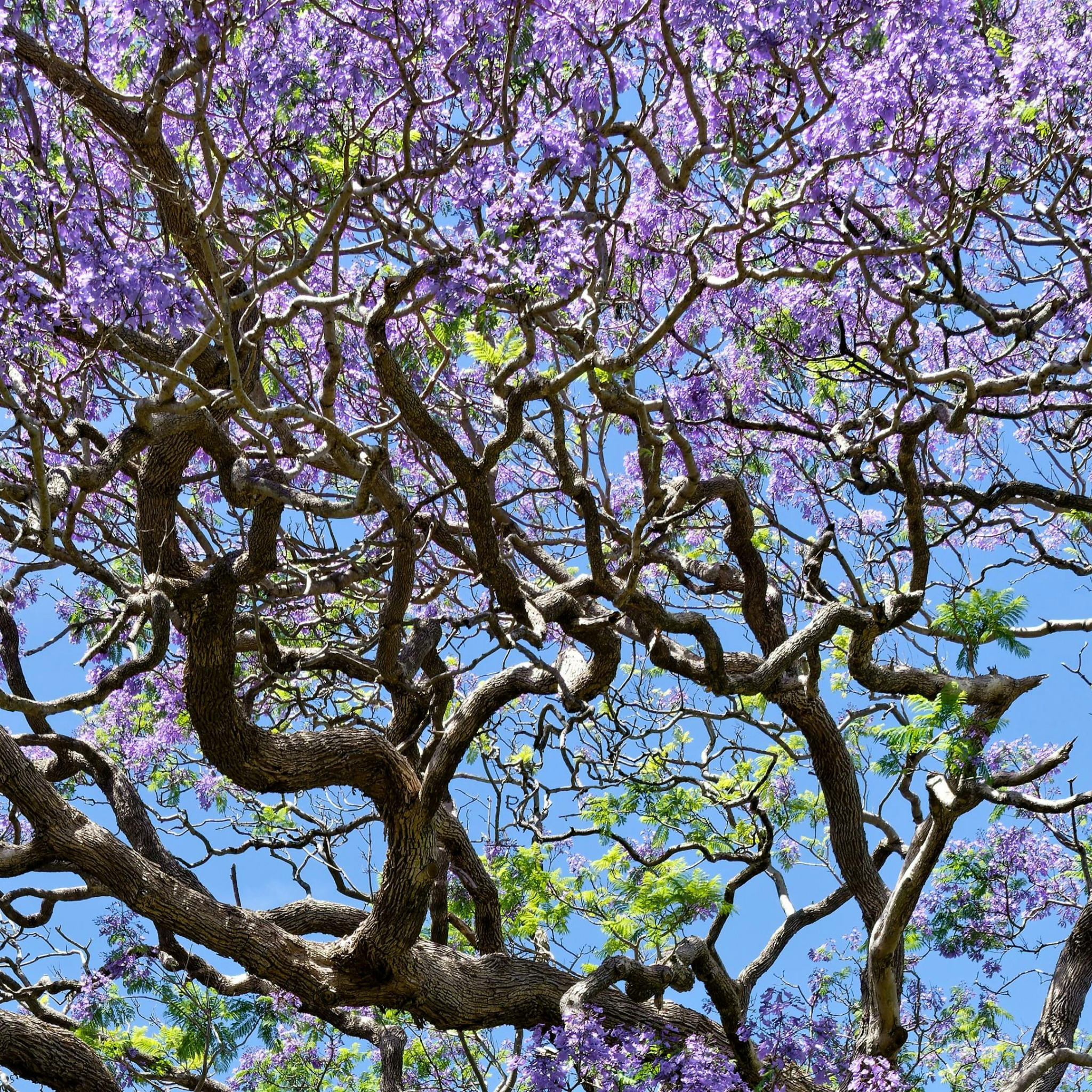 Blue Jacaranda - Jacaranda mimosifolia