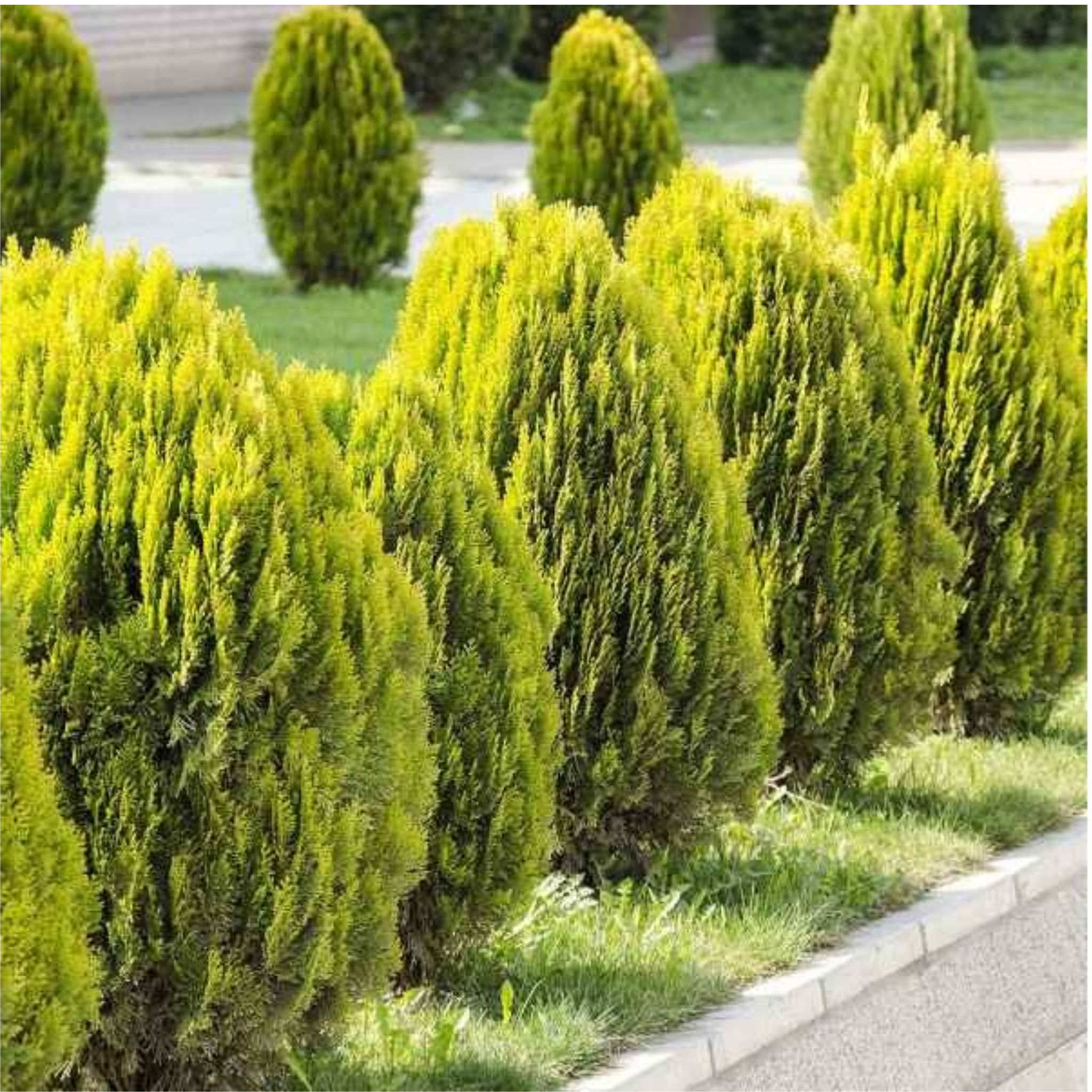 Golden Dwarf Biota - Thuja orientalis Nana Aurea