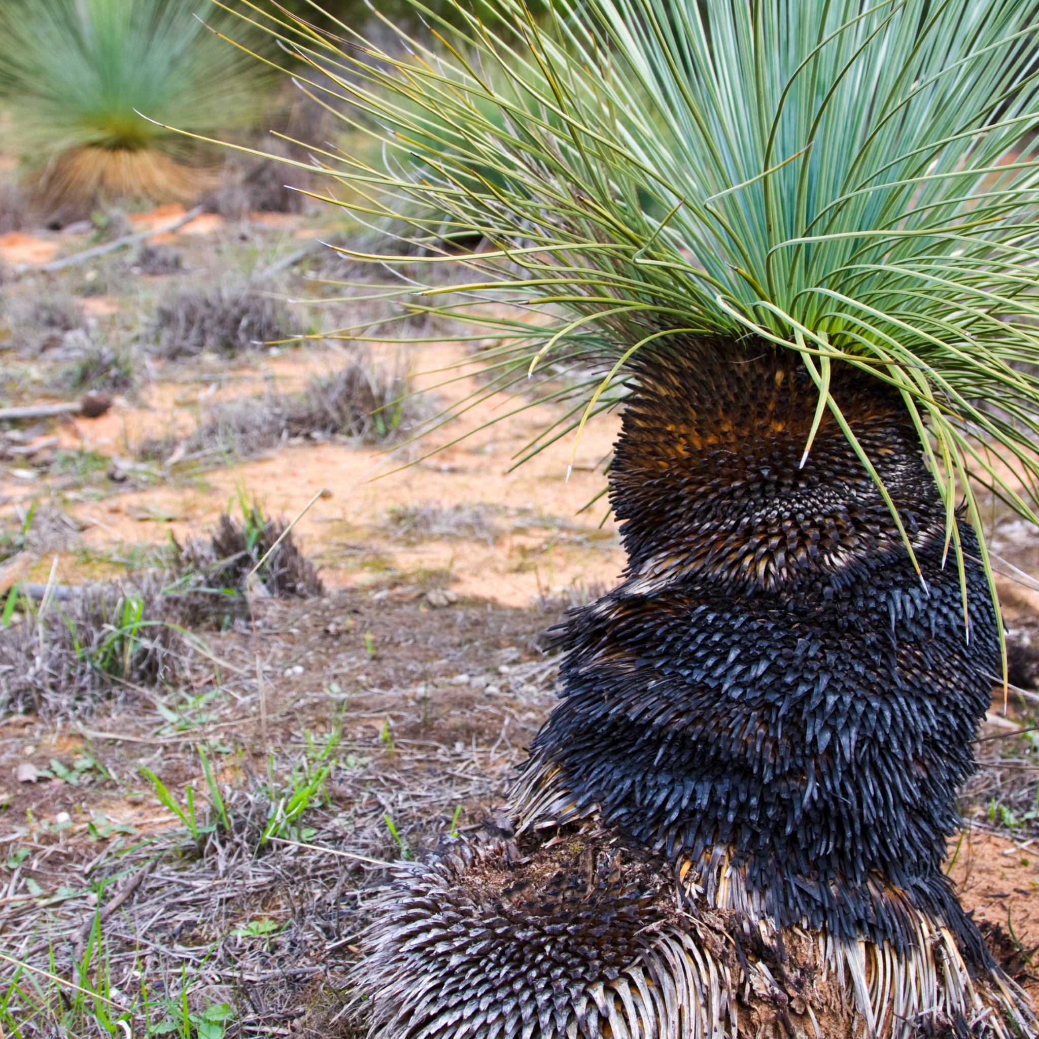 Johnson Grass Tree - Xanthorrhoea johnsonii