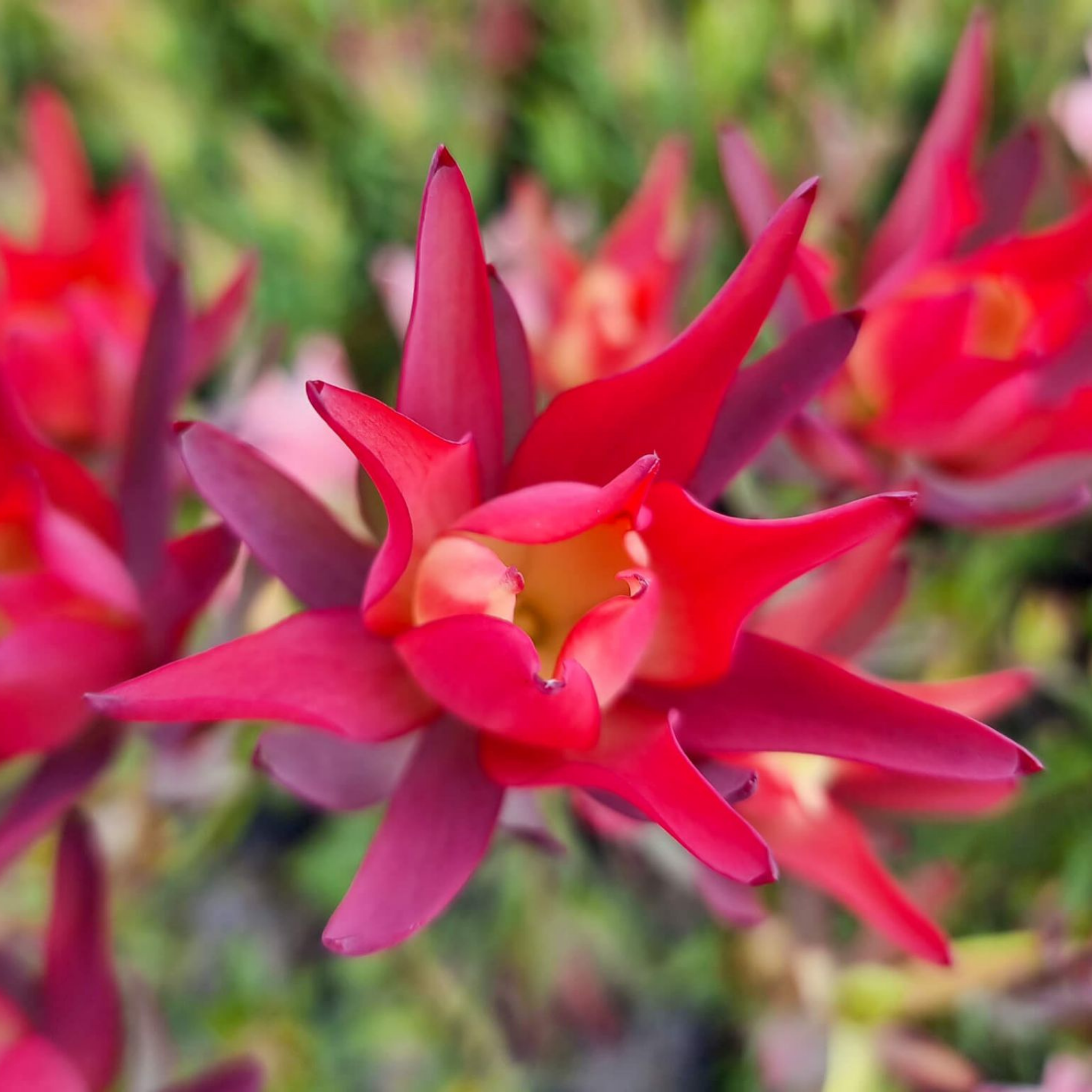 Red Devil Conebush - Leucadendron salignum Red Devil