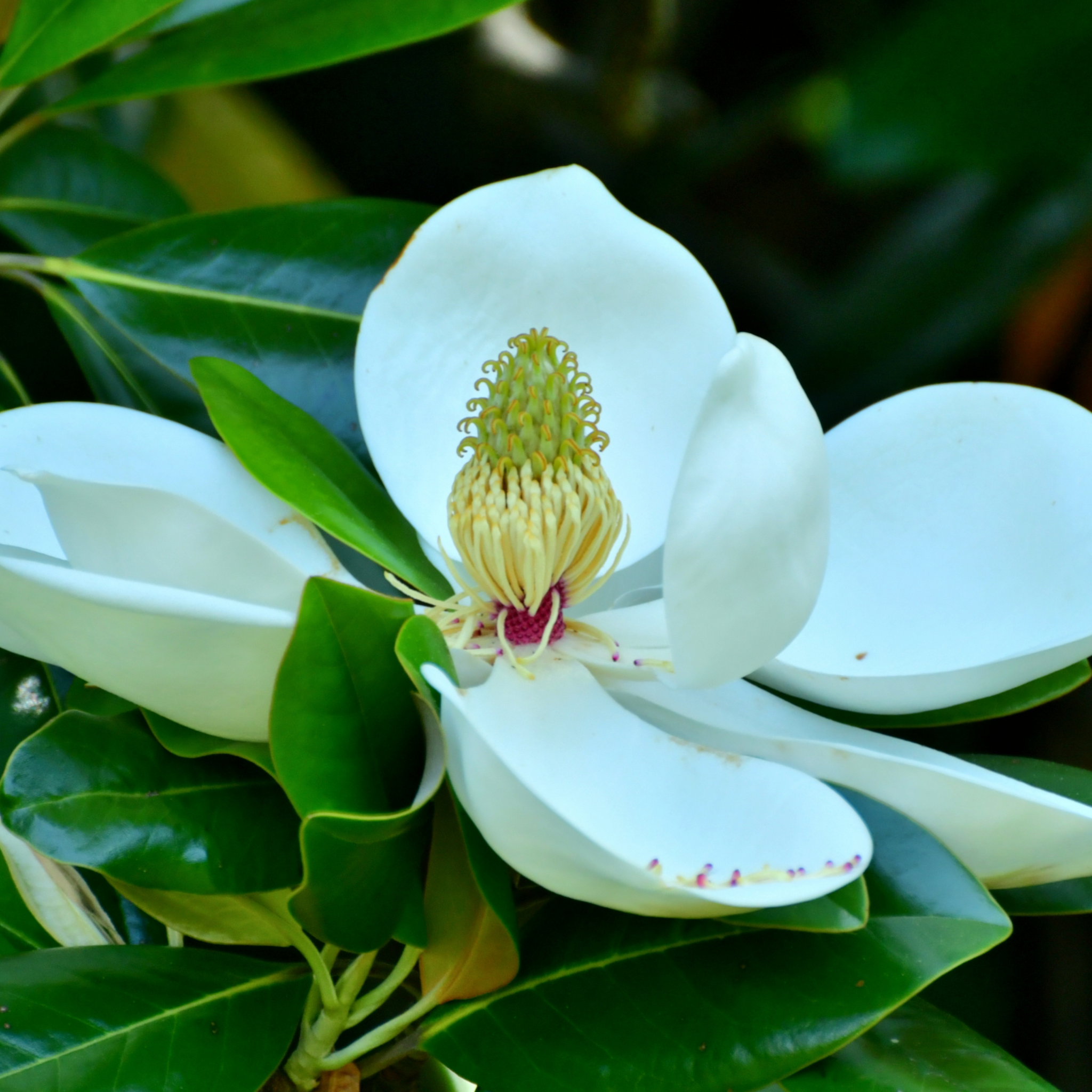 Magnolia Little Gem - Magnolia grandiflora Little Gem
