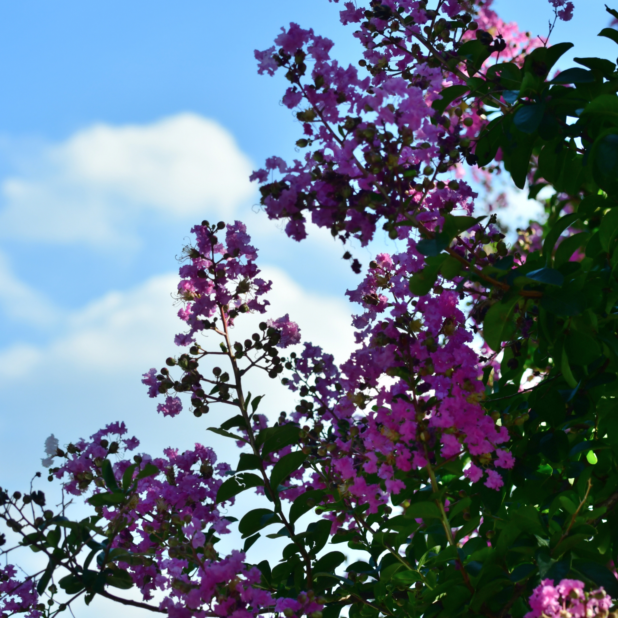 Purple Crepe Myrtle 'Zuni' - Lagerstroemia indica fauriei Zuni
