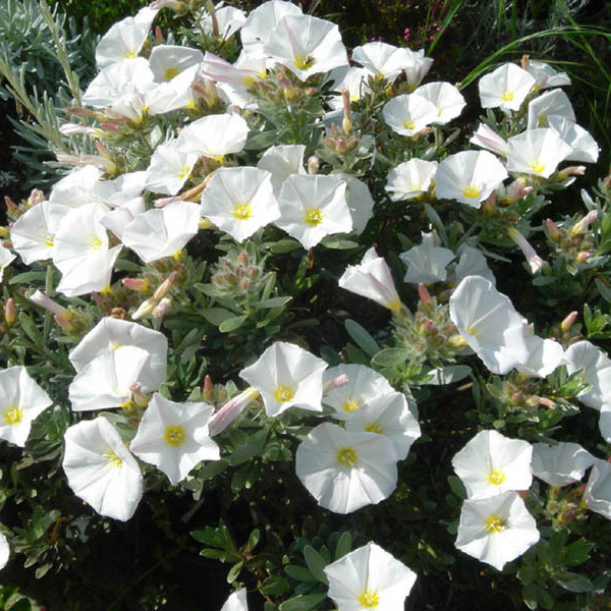 Silver Bush - Convolvulus cneorum