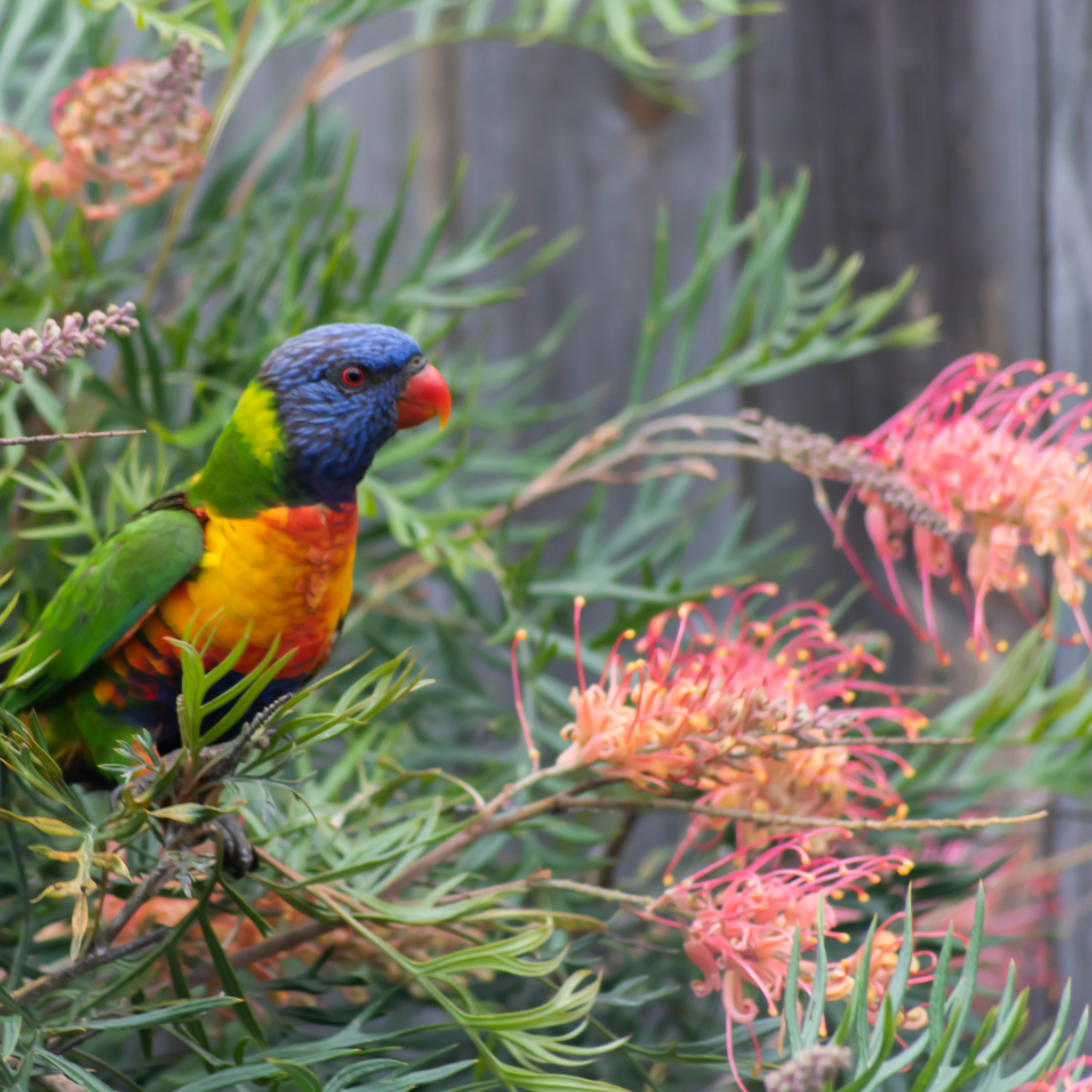 Grevillea 'Ned Kelly' - Grevillea banksii bipinnatifid Ned Kelly