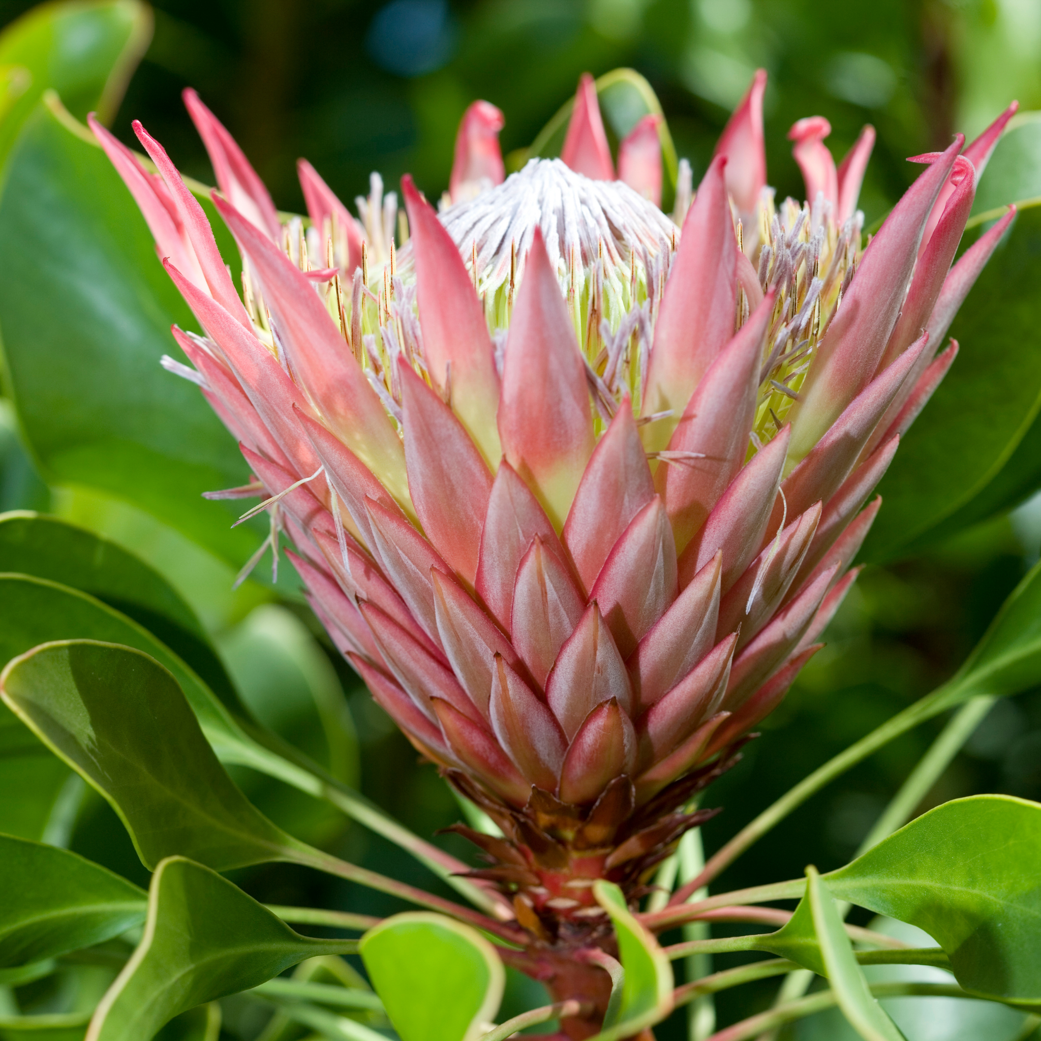King Pink King Protea - Protea cynaroides King Pink