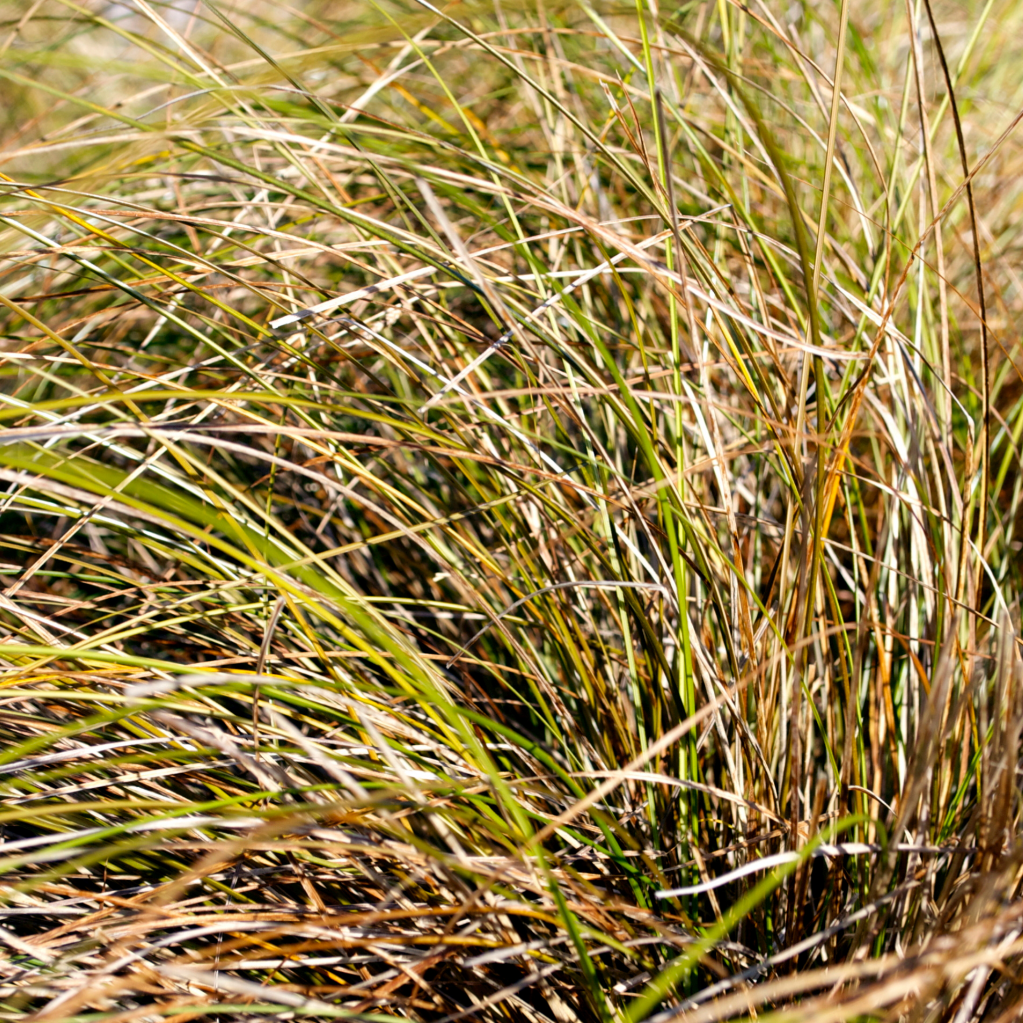 Close-up of grass with a blurred background