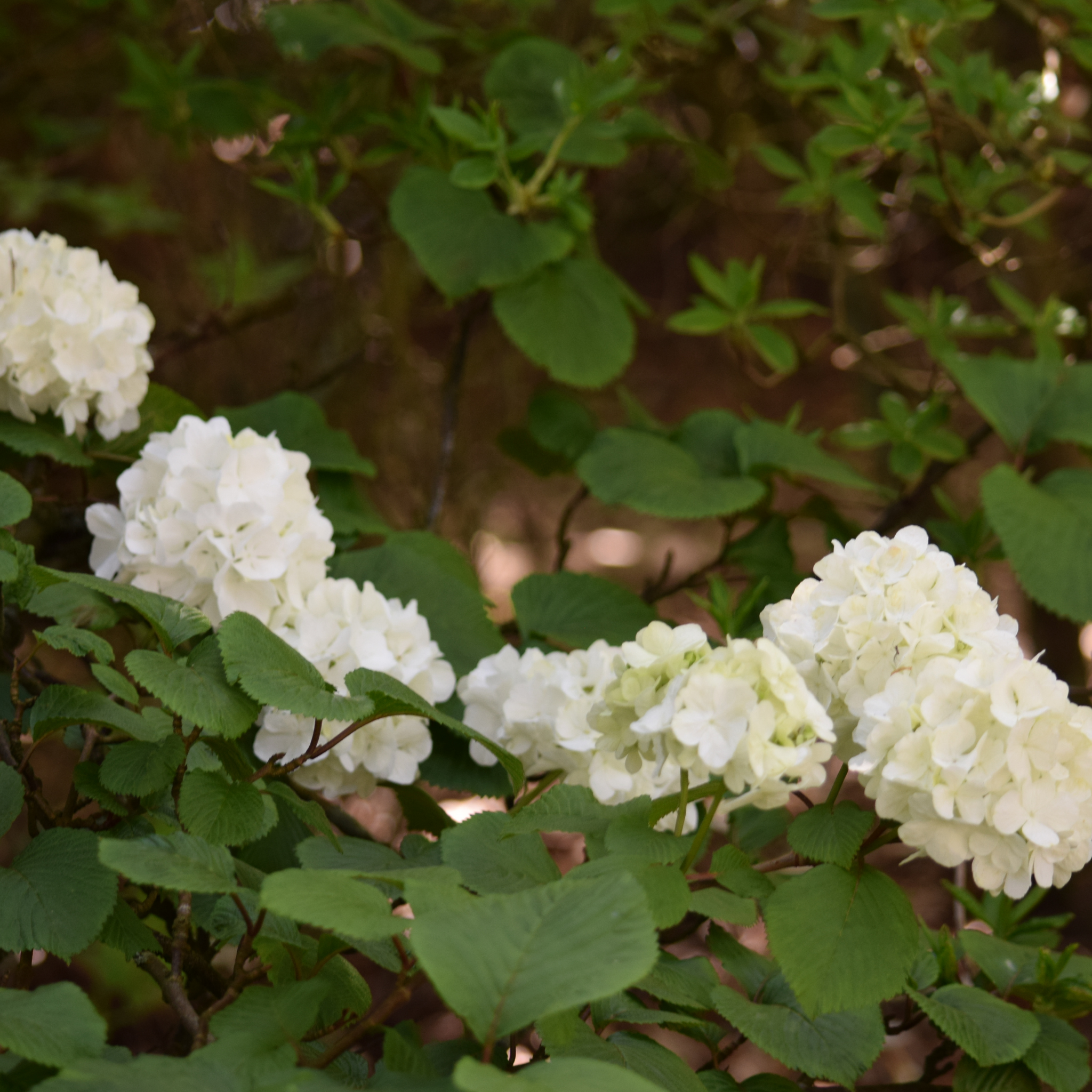 Hydrangea White - Hydrangea macrophylla White