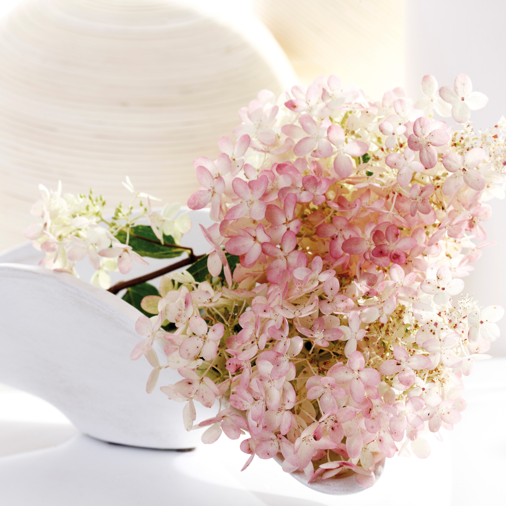 Panicled Hydrangea Candlelight PBR - Hydrangea paniculata Candlelight PBR