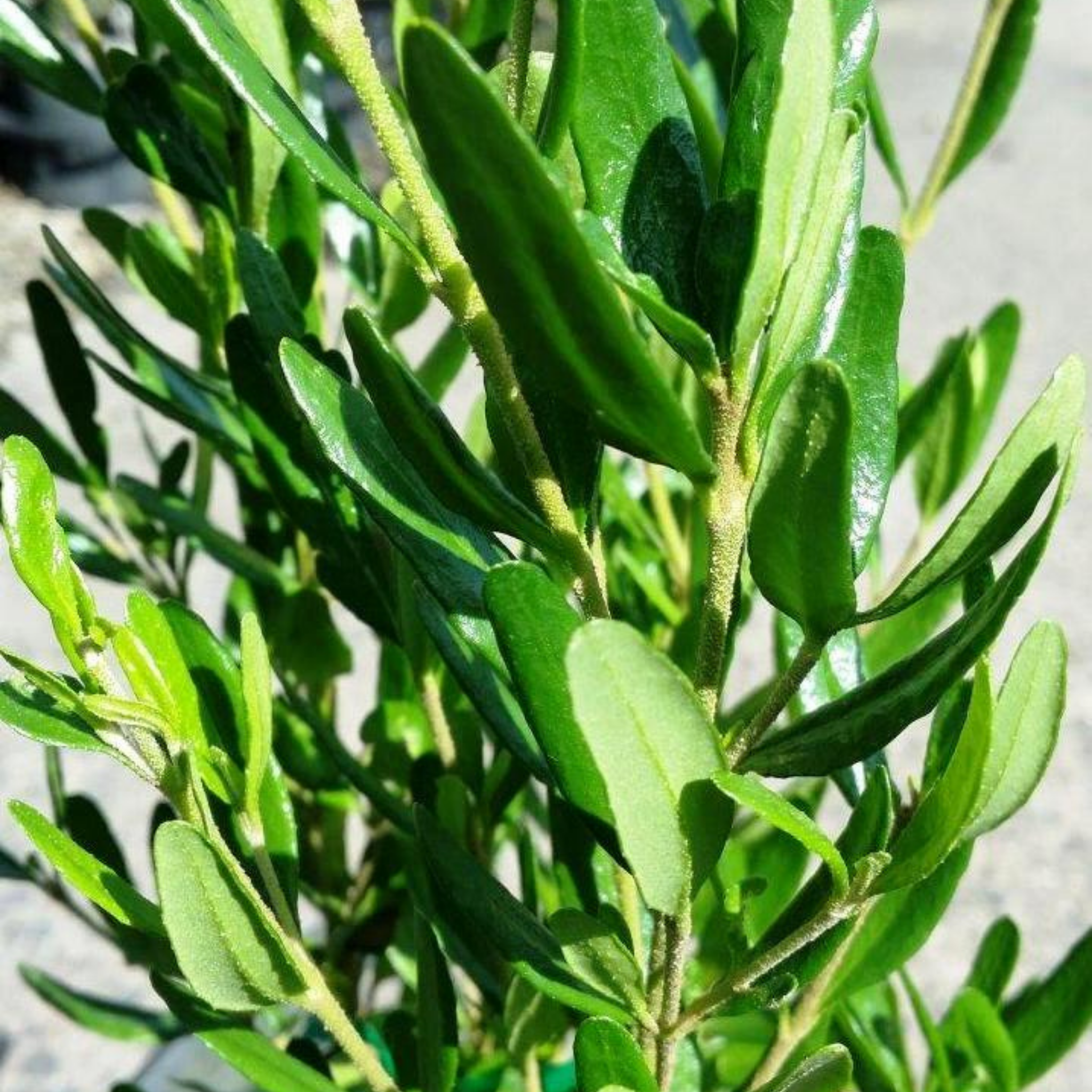 Rock Correa - Correa glabra