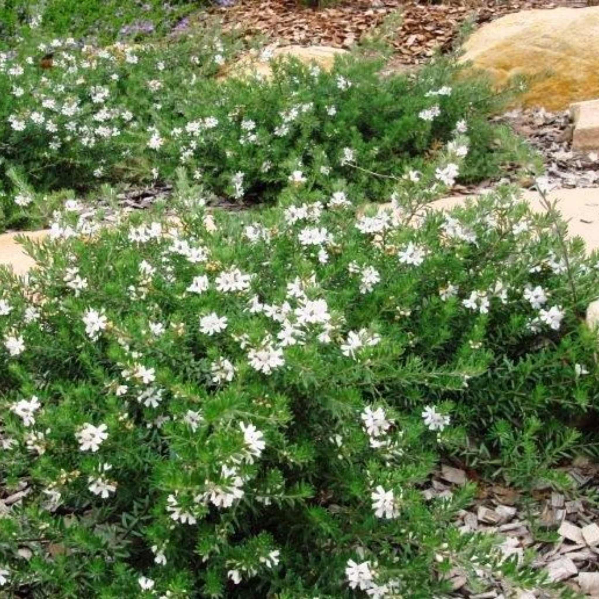 Mundi Native Rosemary - Westringia fruticosa Mundi