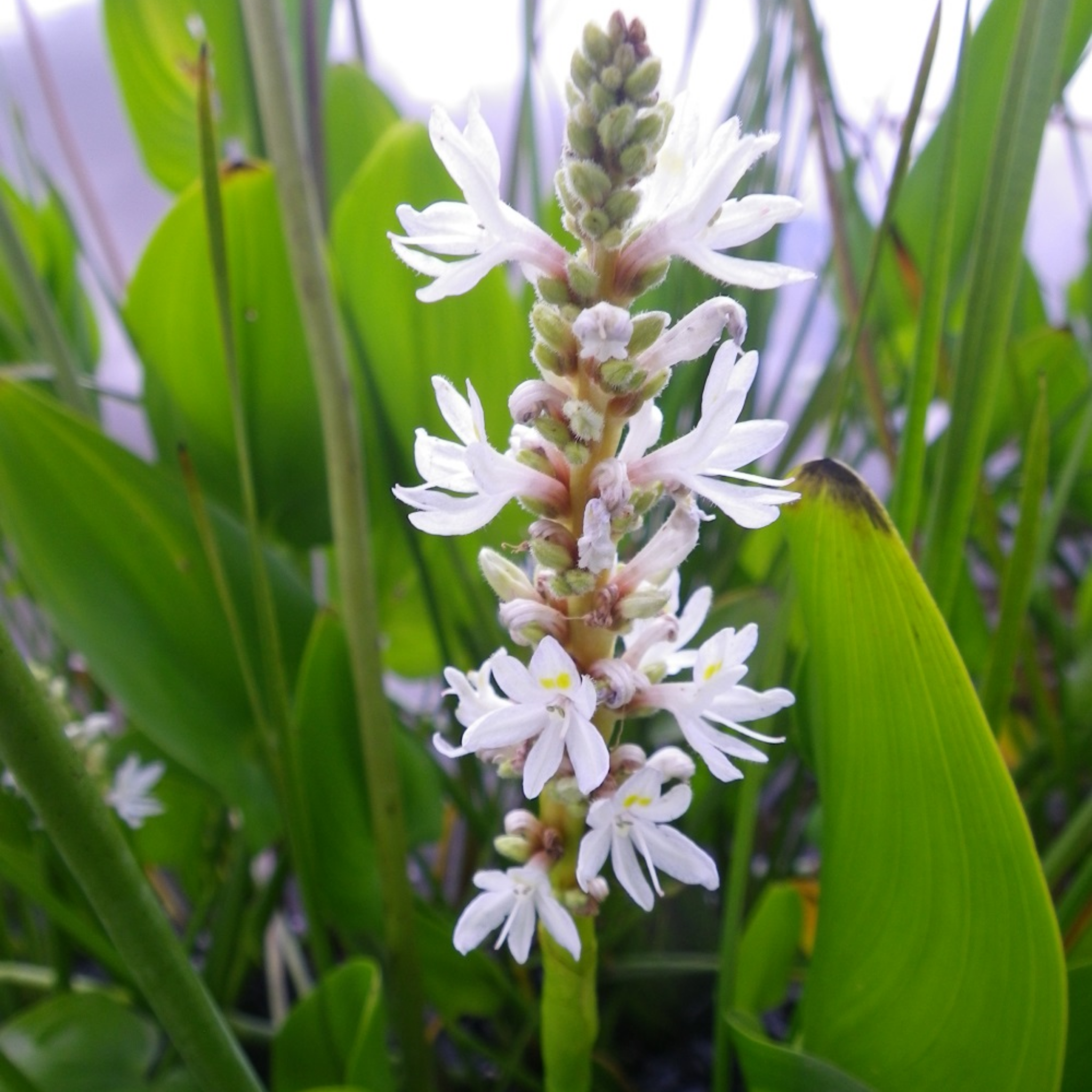 White Pickerel Weed - Pontederia cordata Alba