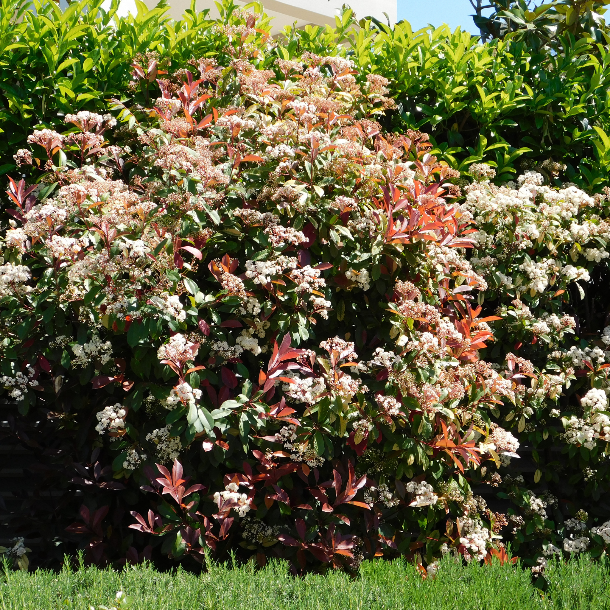 Floral bush with white and red flowers in a garden setting