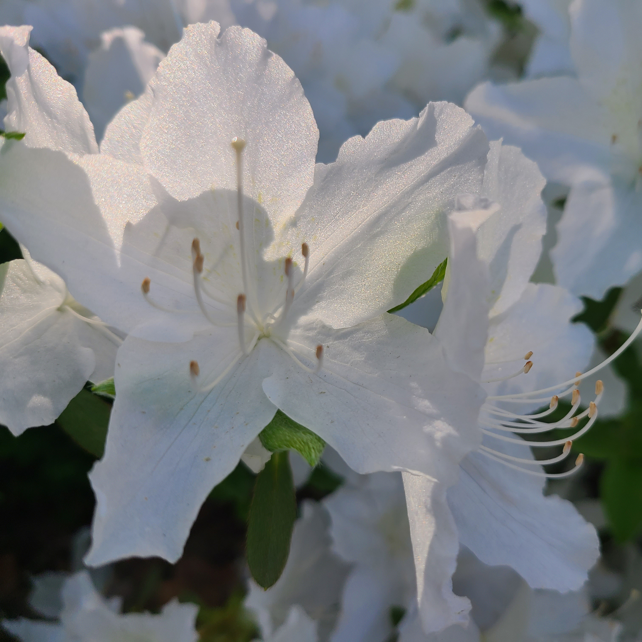 Close-up of a white flower with green leaves in the background