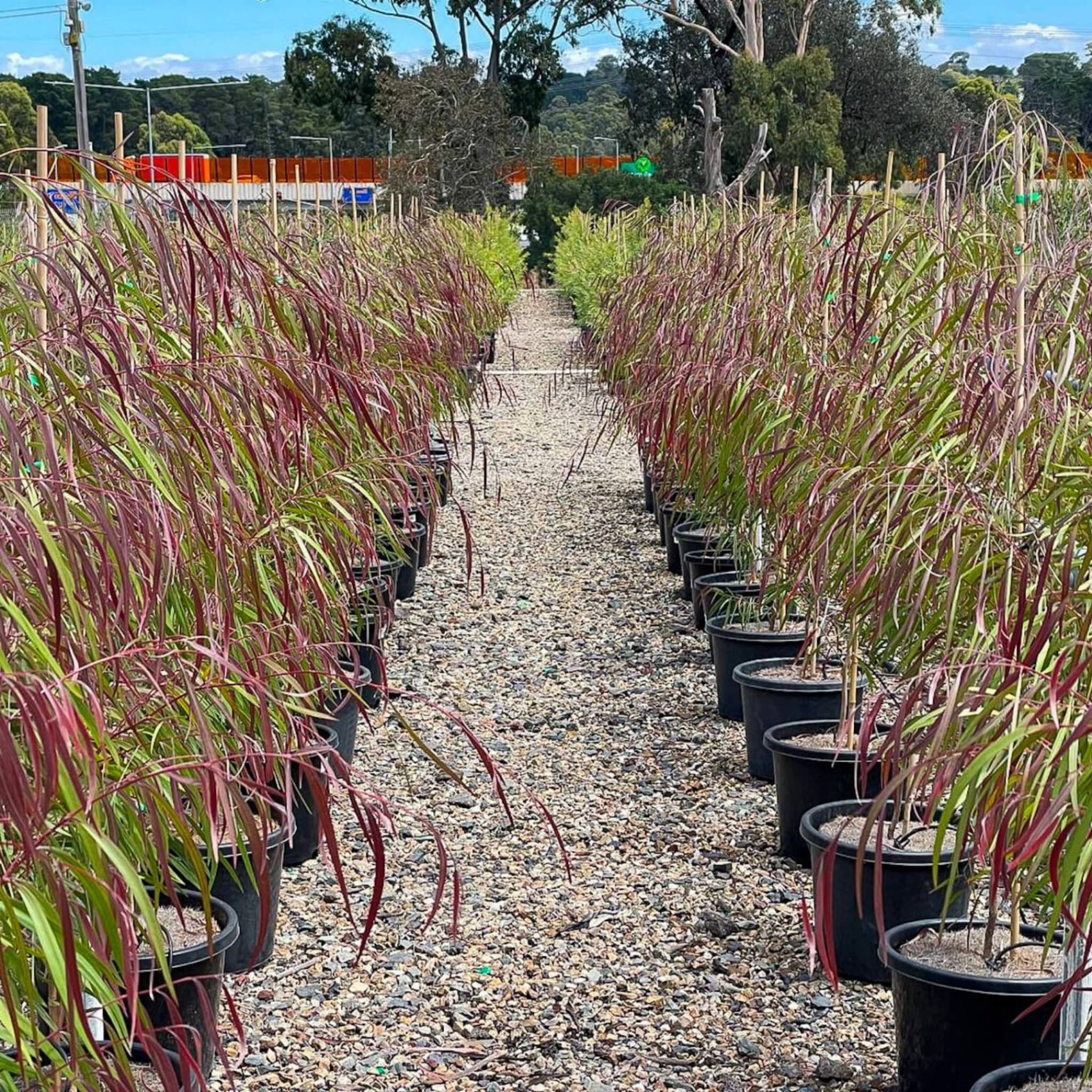 Row of potted plants on a gravel path with trees and sky in the background