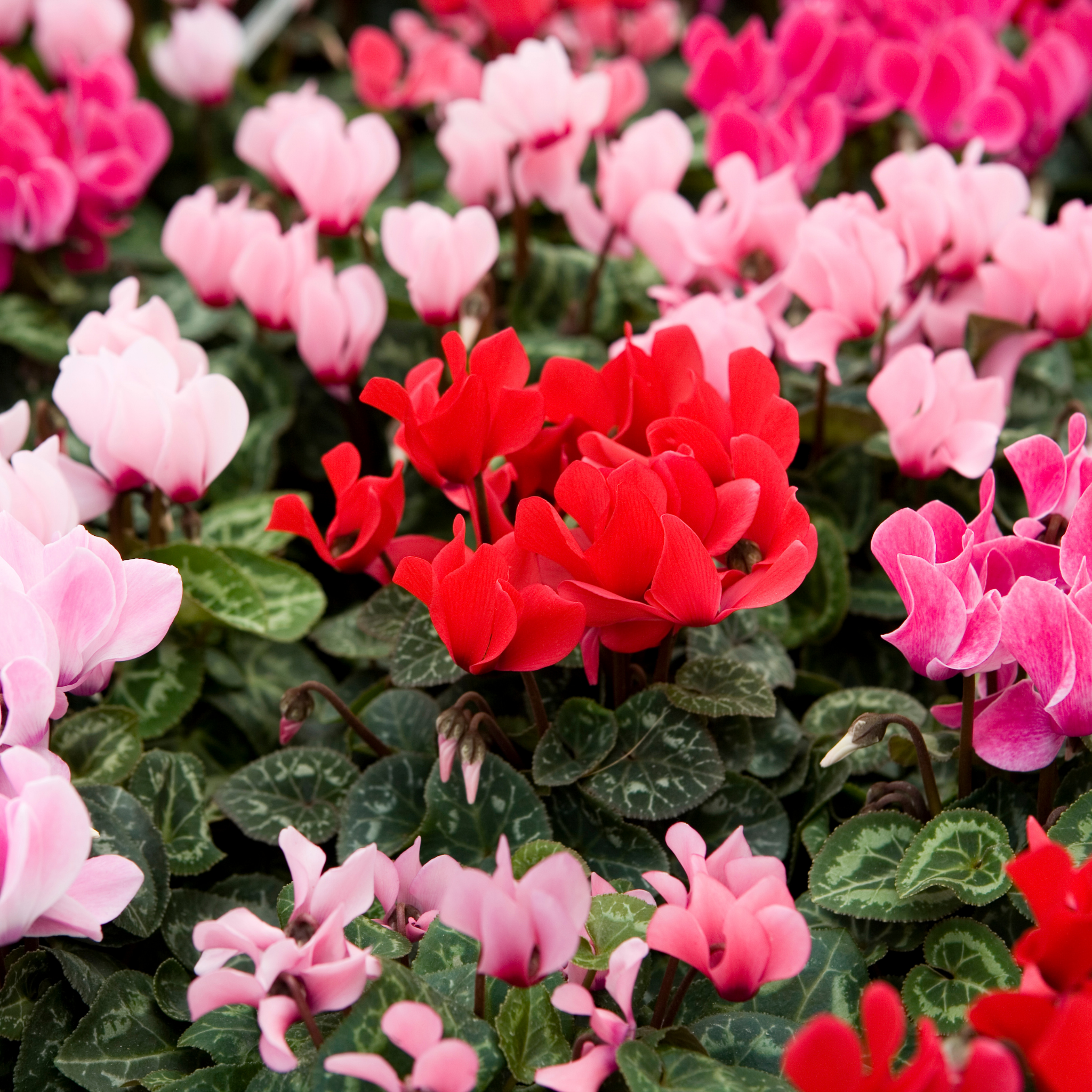 Cyclamen Assorted