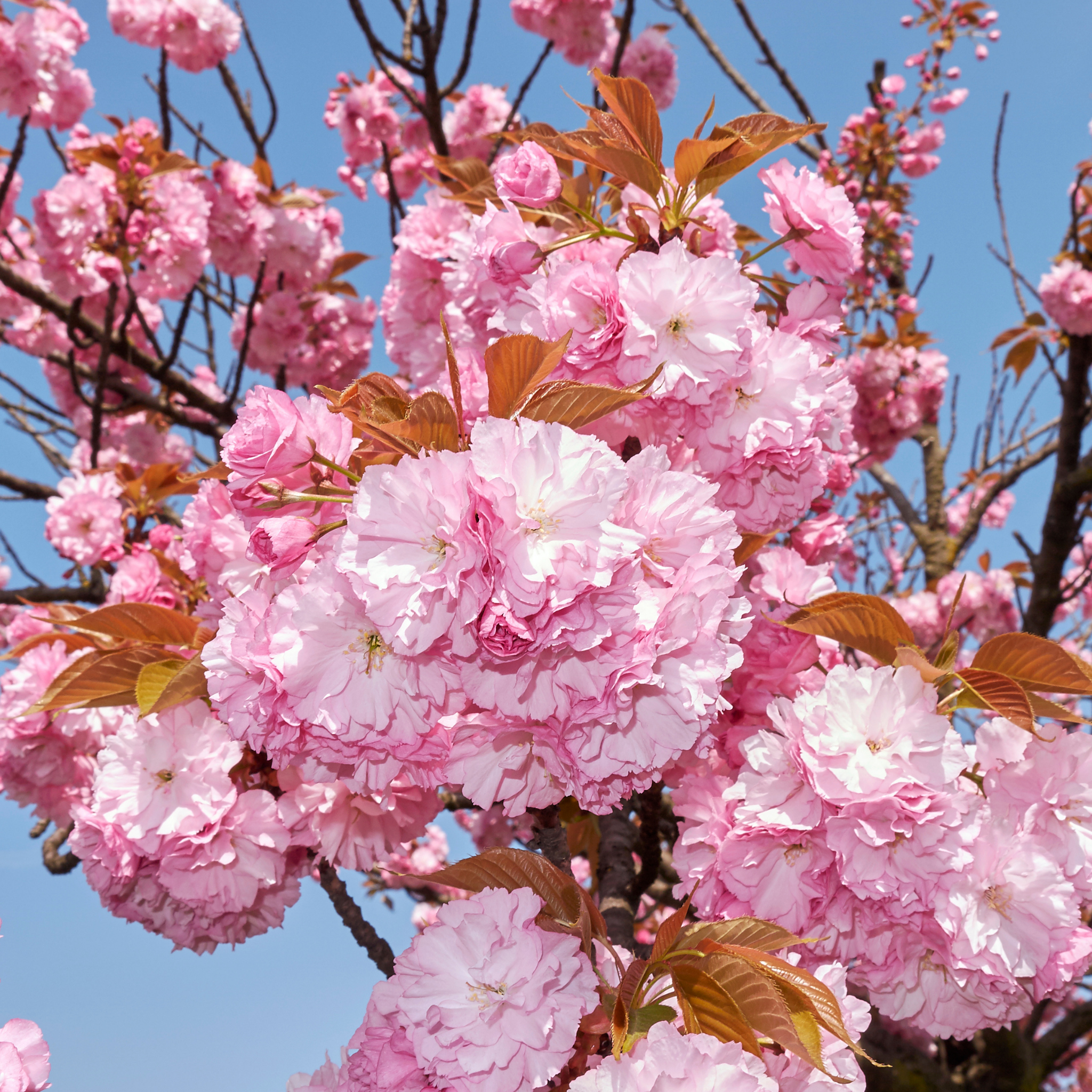 Close-up of pink cherry blossoms against a clear blue sky