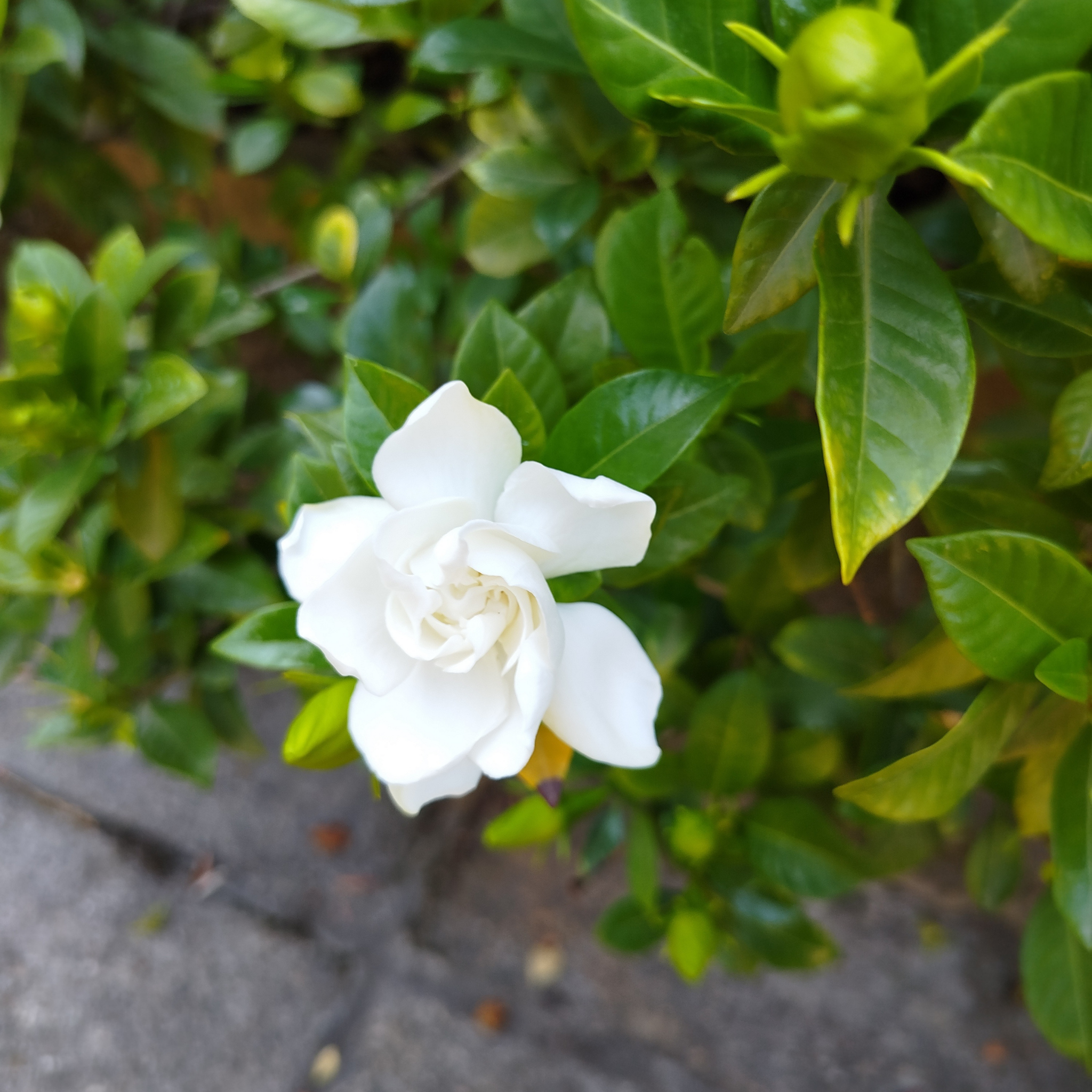 Gardenia augusta Aimee Yoshiba