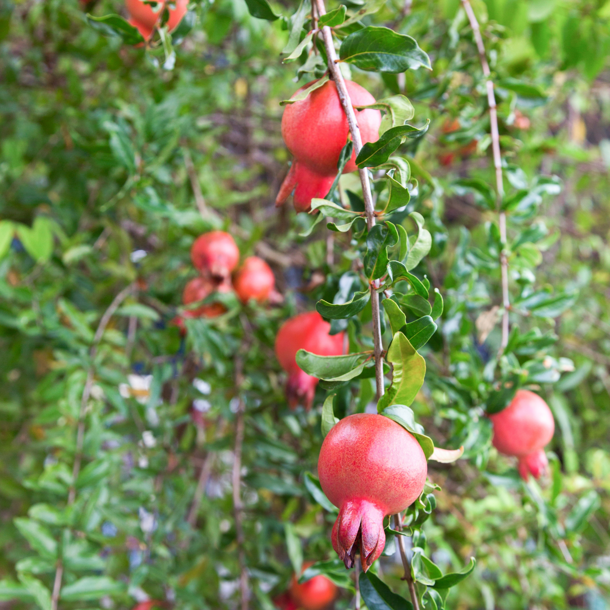Pomegranate Tree - Punica granatum Wonderful